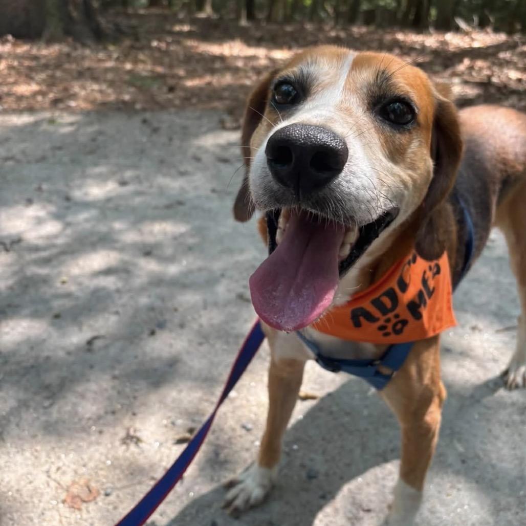 Enlarge Biscuit, a Adoptable Hound in Windsor, VA image 2/3