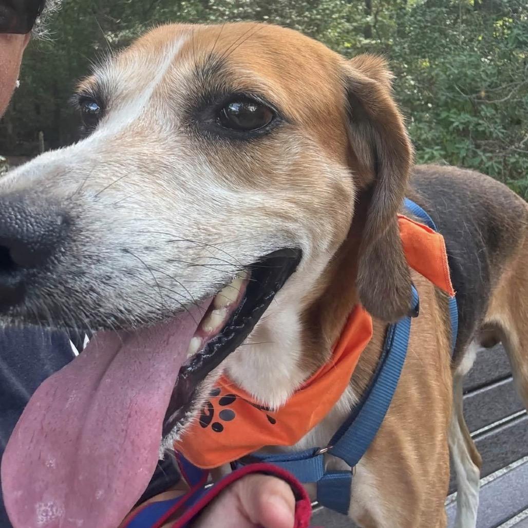 Enlarge Biscuit, a Adoptable Hound in Windsor, VA image 3/3