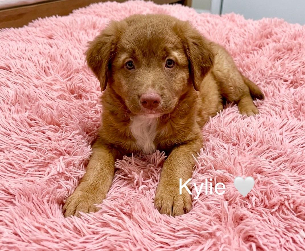 Kylie , Adoptable, Puppy Female Australian Shepherd.