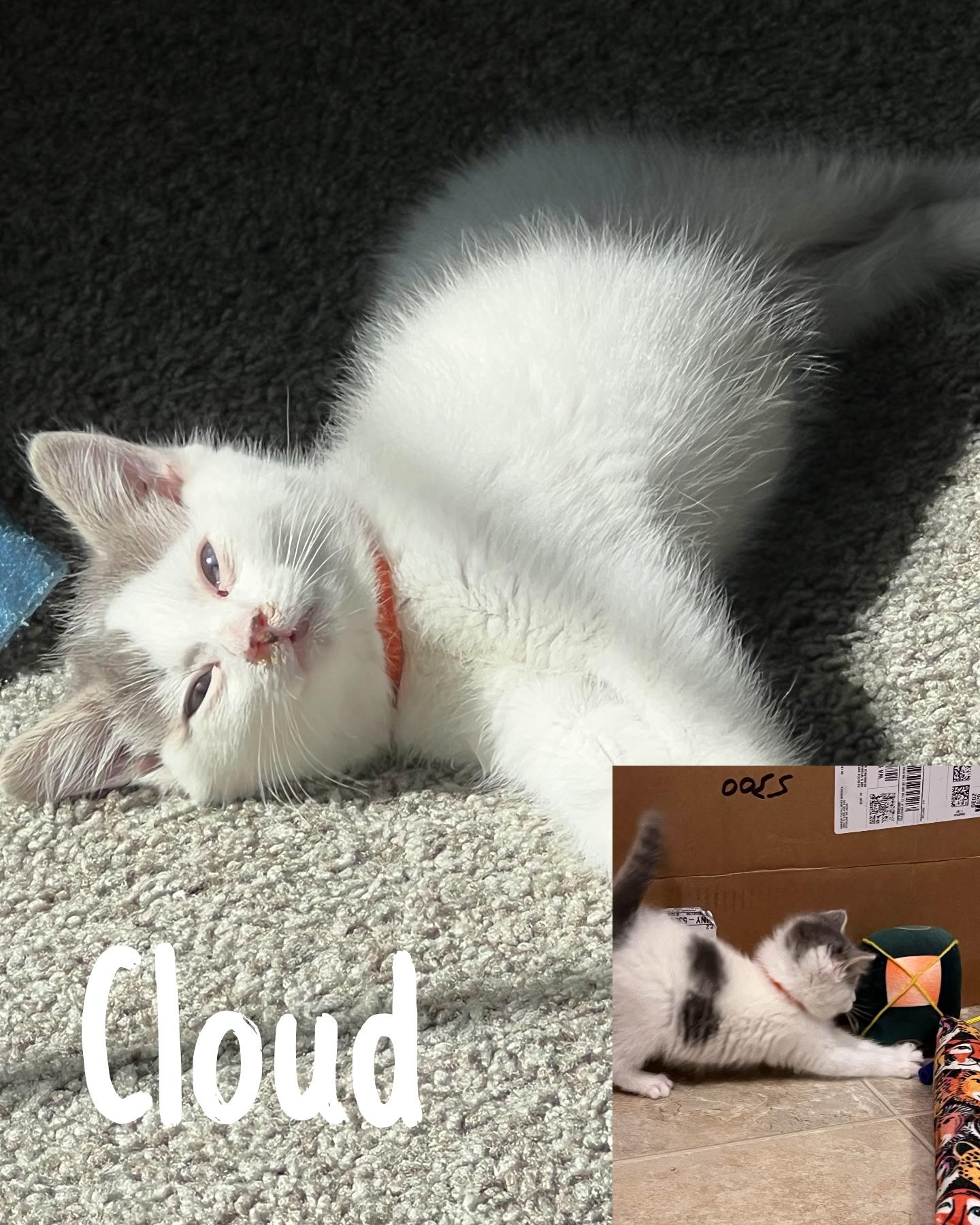 Cloud, an adoptable Domestic Short Hair in Pasco, WA, 99301 | Photo Image 2