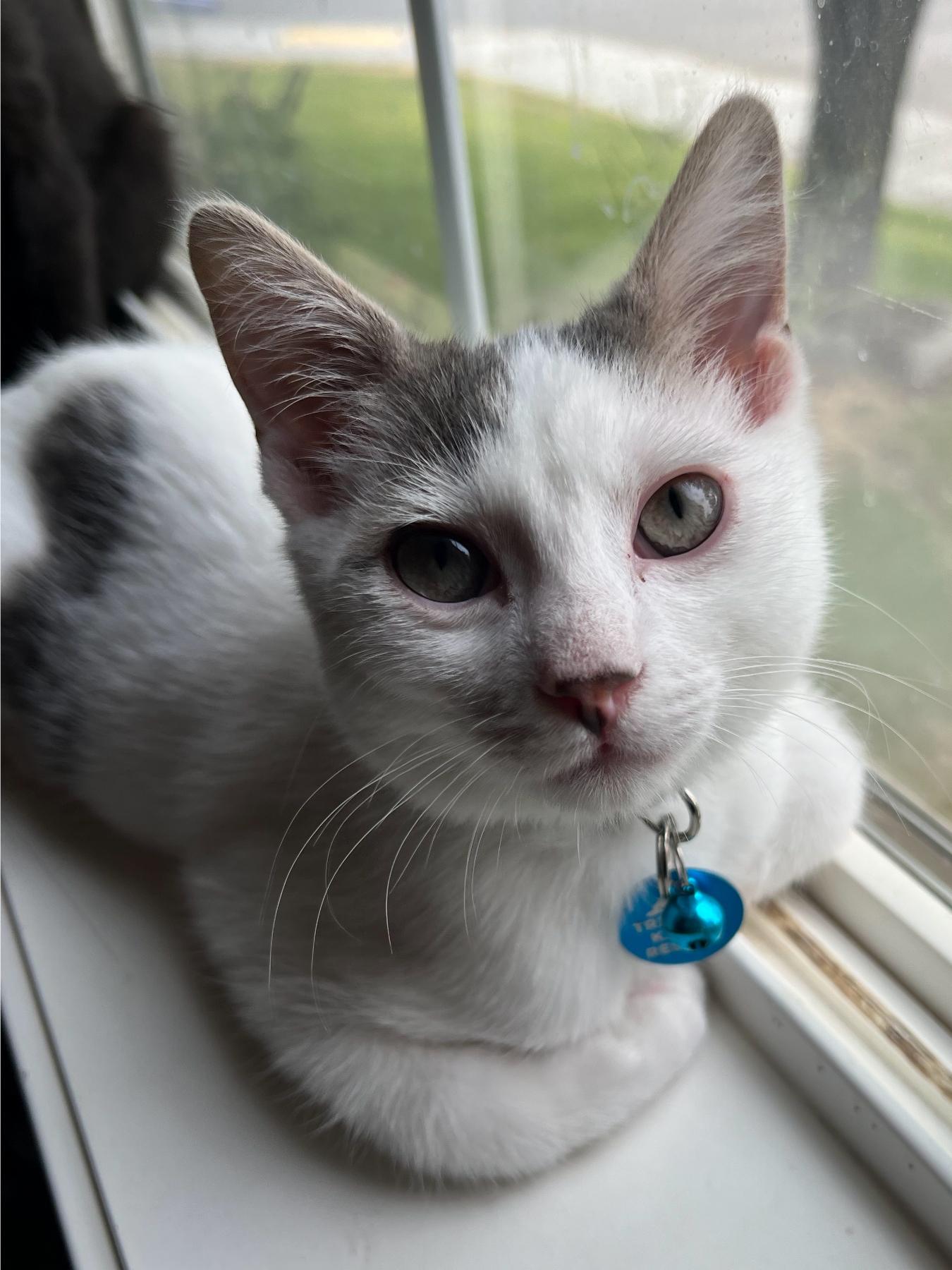 Cloud, an adoptable Domestic Short Hair in Pasco, WA, 99301 | Photo Image 5