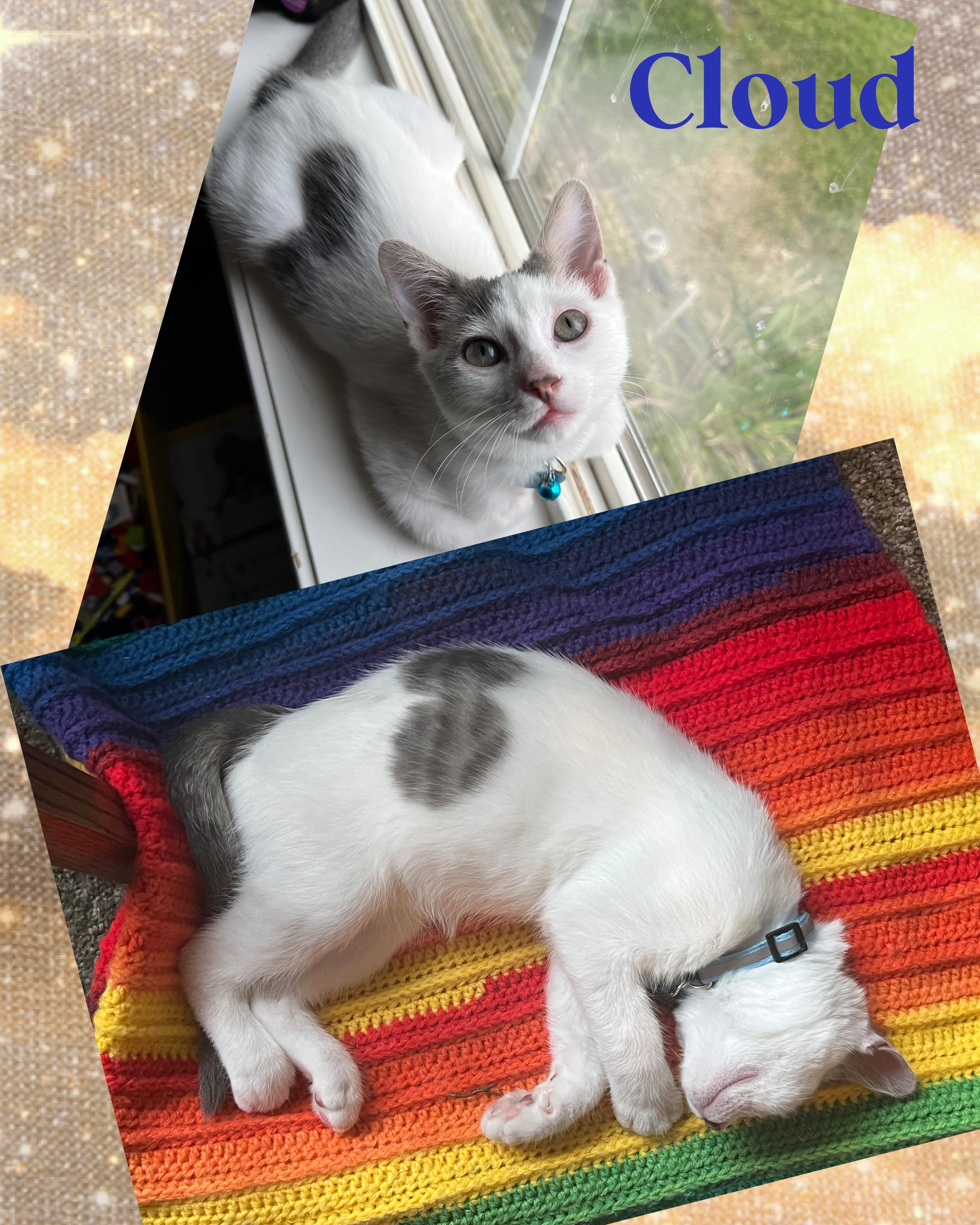 Cloud, an adoptable Domestic Short Hair in Pasco, WA, 99301 | Photo Image 1