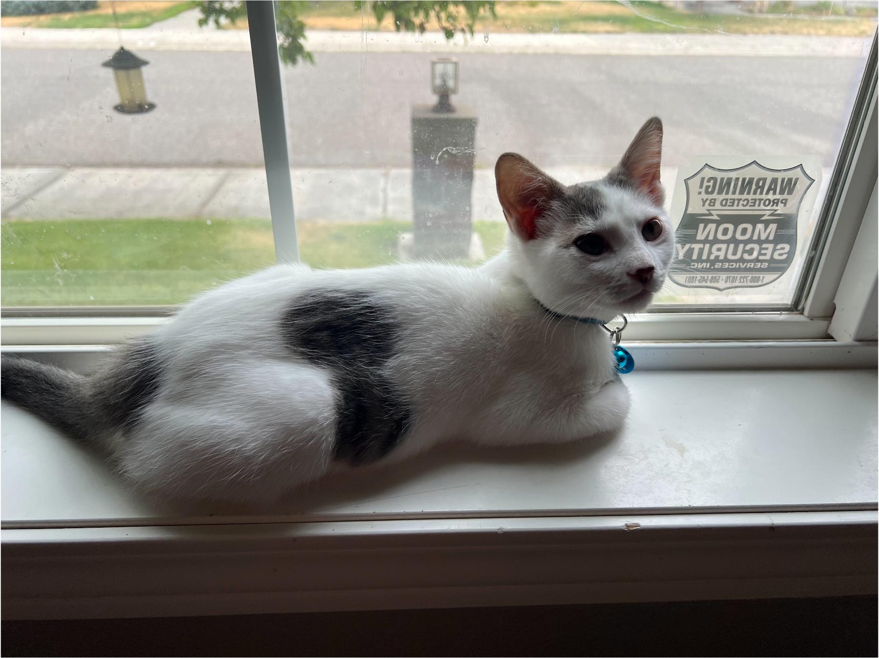 Cloud, an adoptable Domestic Short Hair in Pasco, WA, 99301 | Photo Image 4