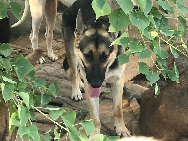 Major, Adoptable, Young Male German Shepherd Dog.