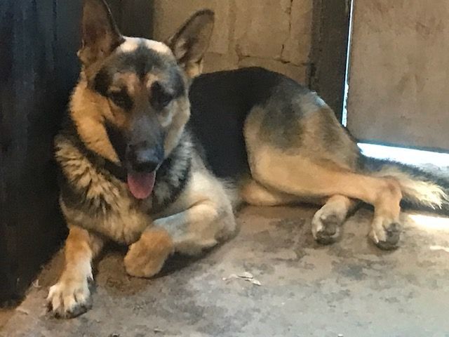 Major, a Adoptable German Shepherd Dog in Rockdale, TX image 2/6