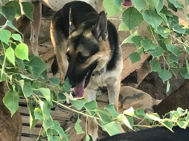 Major, Adoptable, Young Male German Shepherd Dog.