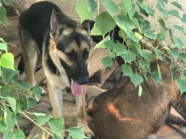 Major, a Adoptable German Shepherd Dog in Rockdale, TX image 4/6