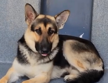 Major, a Adoptable German Shepherd Dog in Rockdale, TX image 5/6