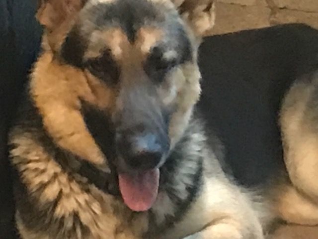 Major, a Adoptable German Shepherd Dog in Rockdale, TX image 6/6