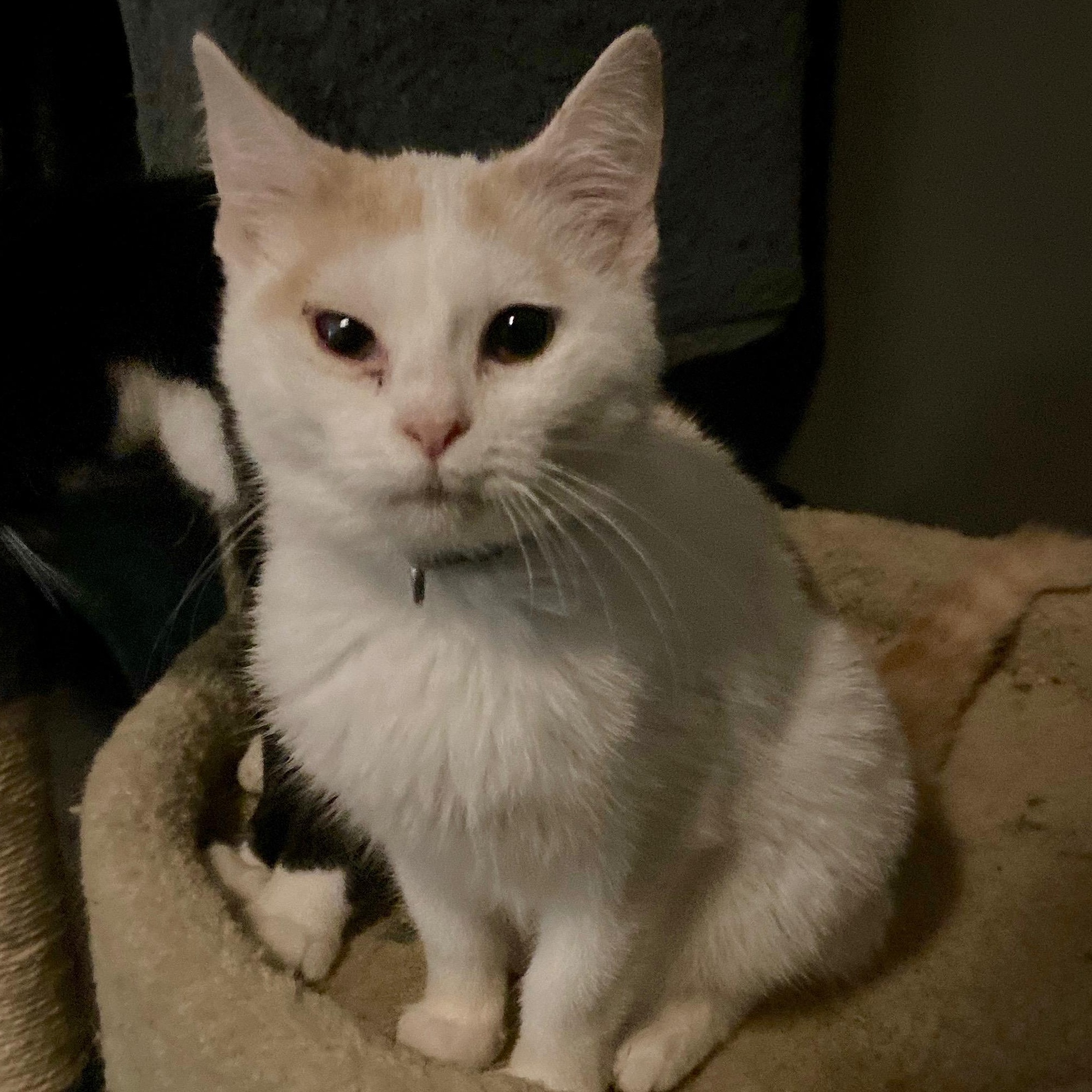 Enlarge Peyton, a Adoptable Domestic Short Hair in Andover, MN image 2/3