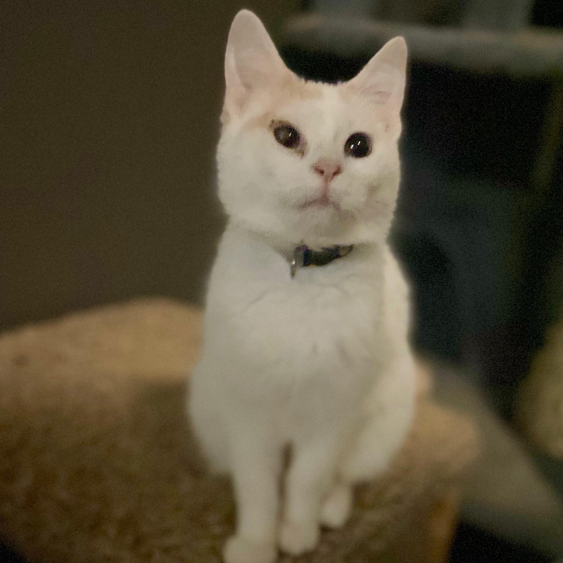 Peyton, Adoptable, Kitten Female Domestic Short Hair.