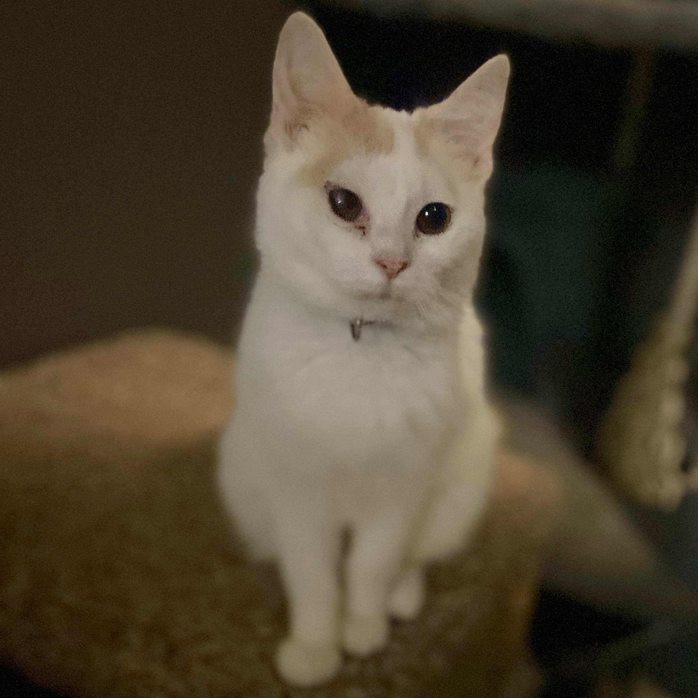 Enlarge Peyton, a Adoptable Domestic Short Hair in Andover, MN image 3/3