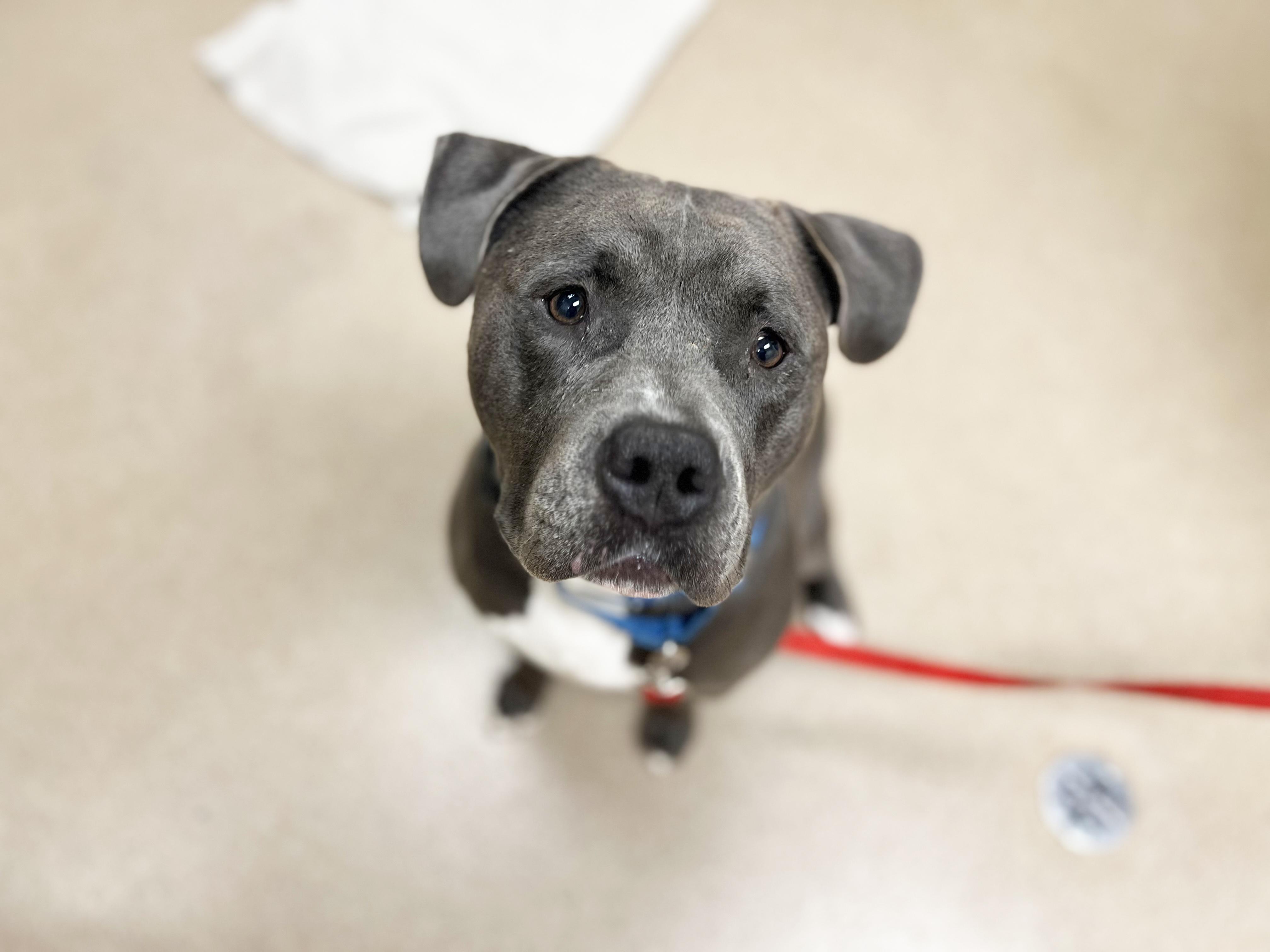 Zeus-Big teddy bear! Loves dogs! 5