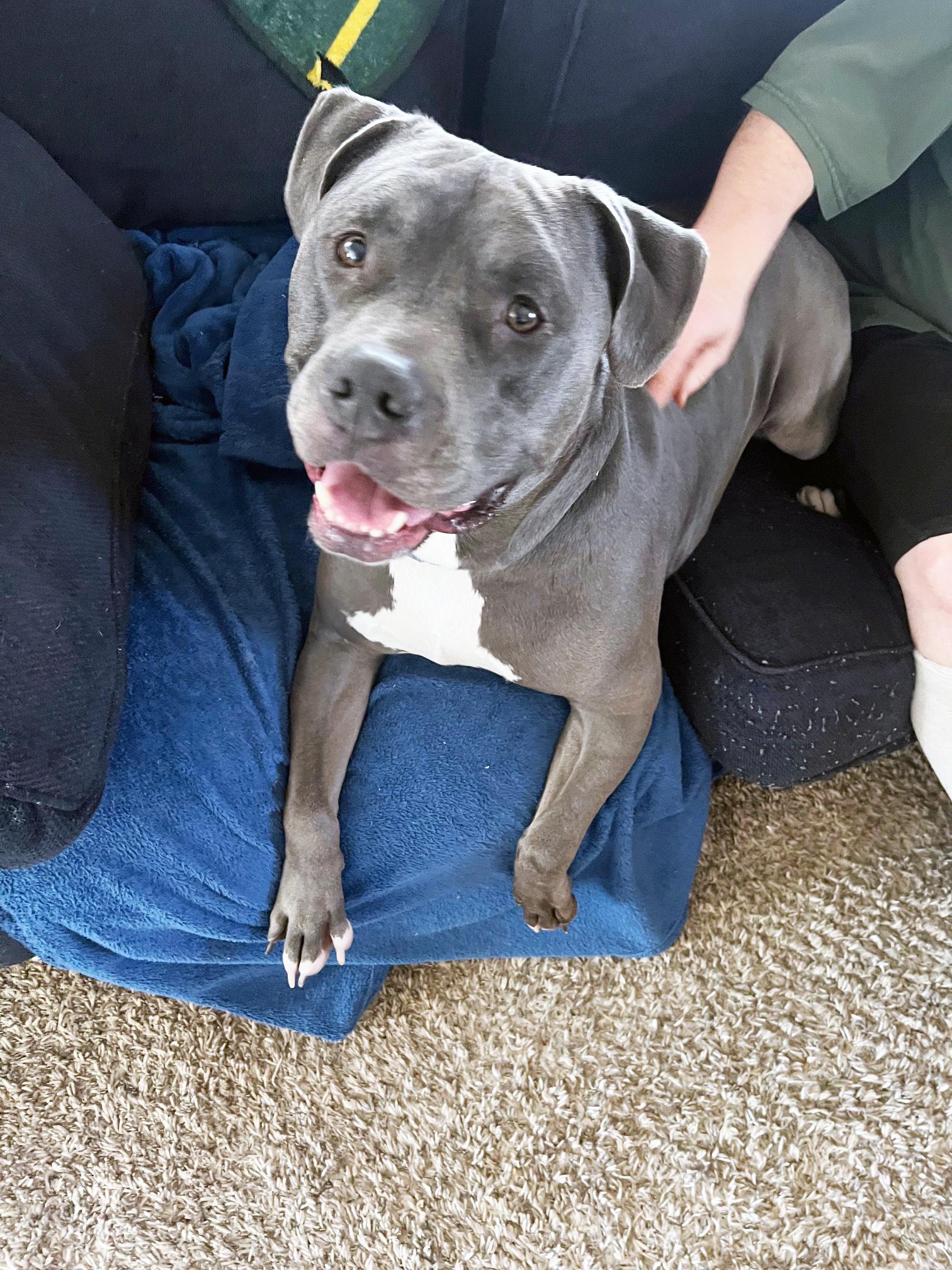 Zeus-Big teddy bear! Loves dogs! 1