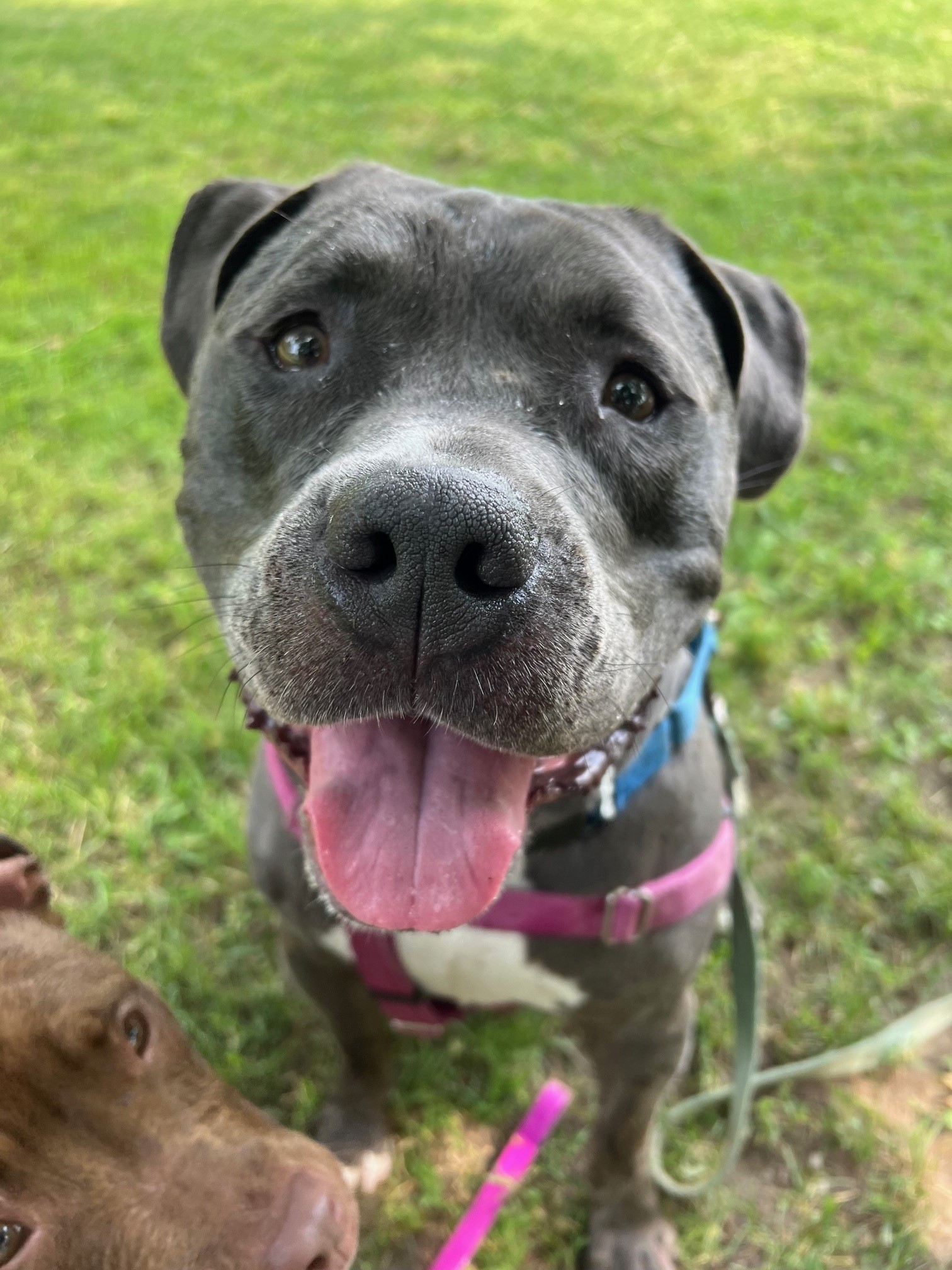 Zeus-Big teddy bear! Loves dogs! 3