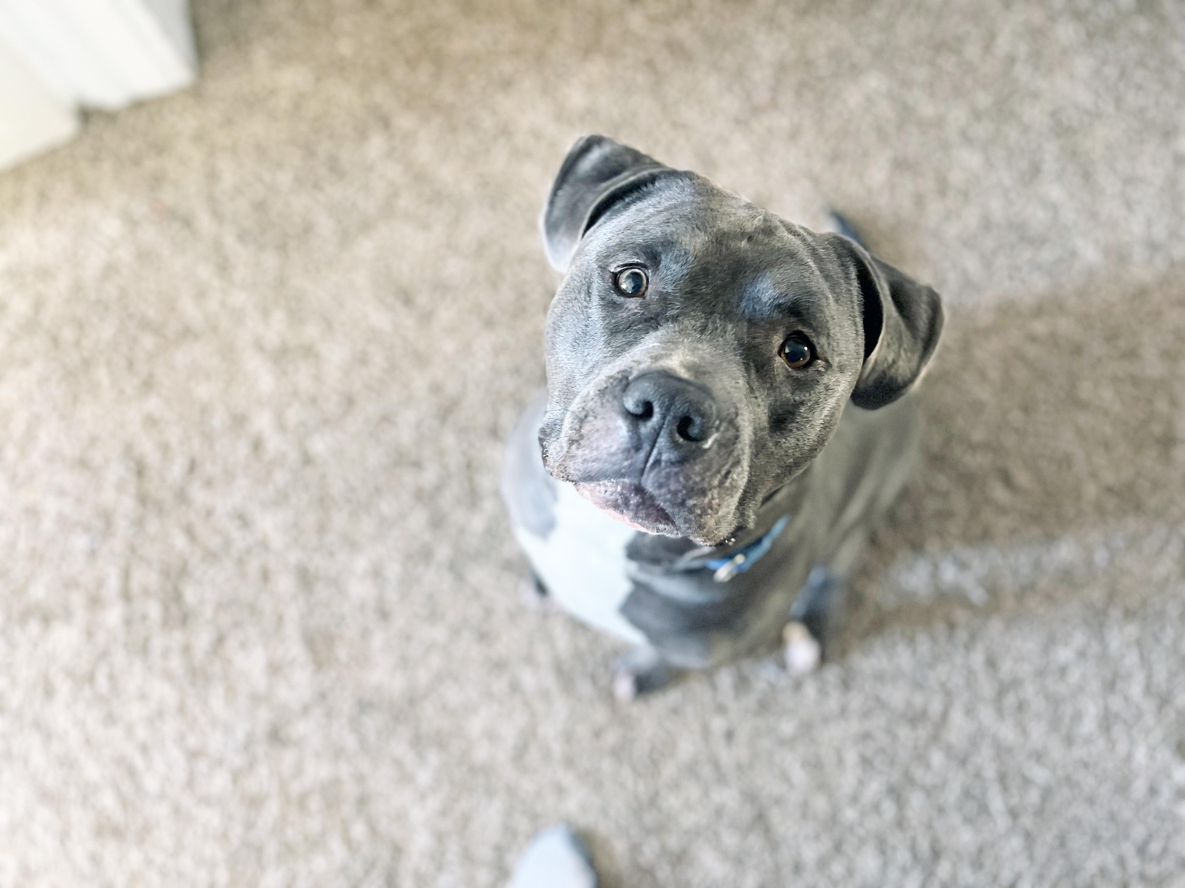 Zeus-Big teddy bear! Loves dogs! 2