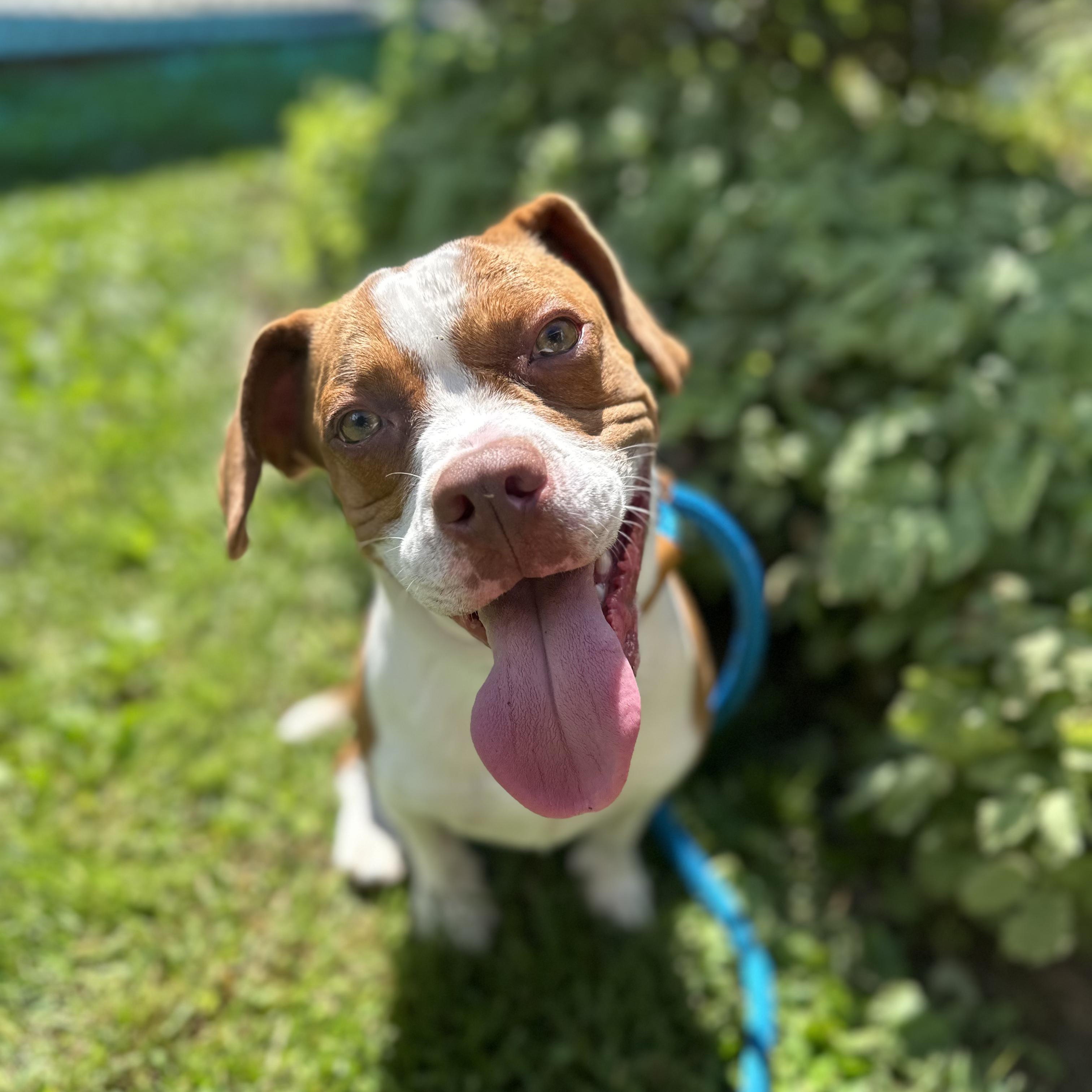 Enlarge Bluey, a Adopted mixed breed in Myerstown, PA image 4/6