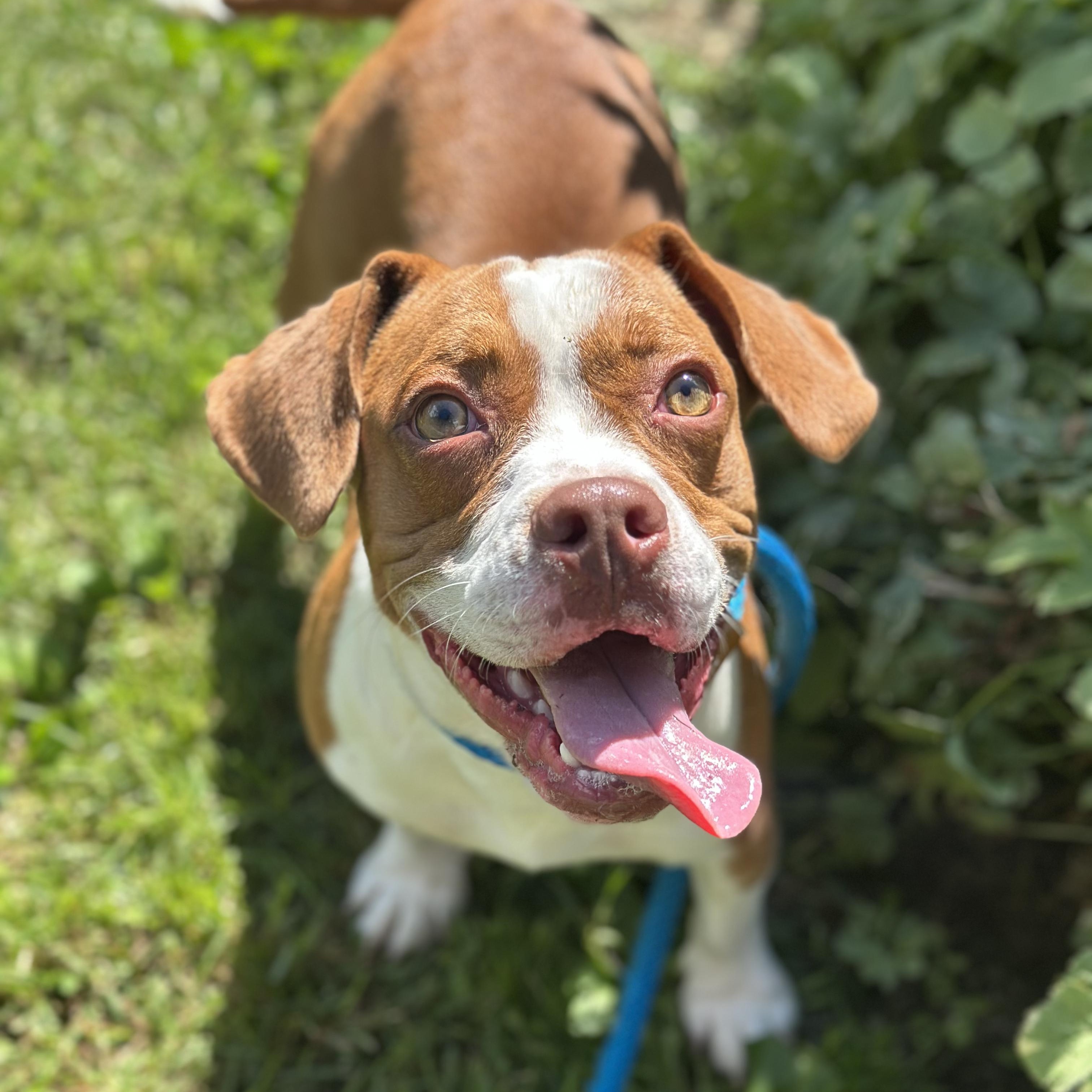 Bluey, Adopted, Puppy Male Beagle & American Bully.