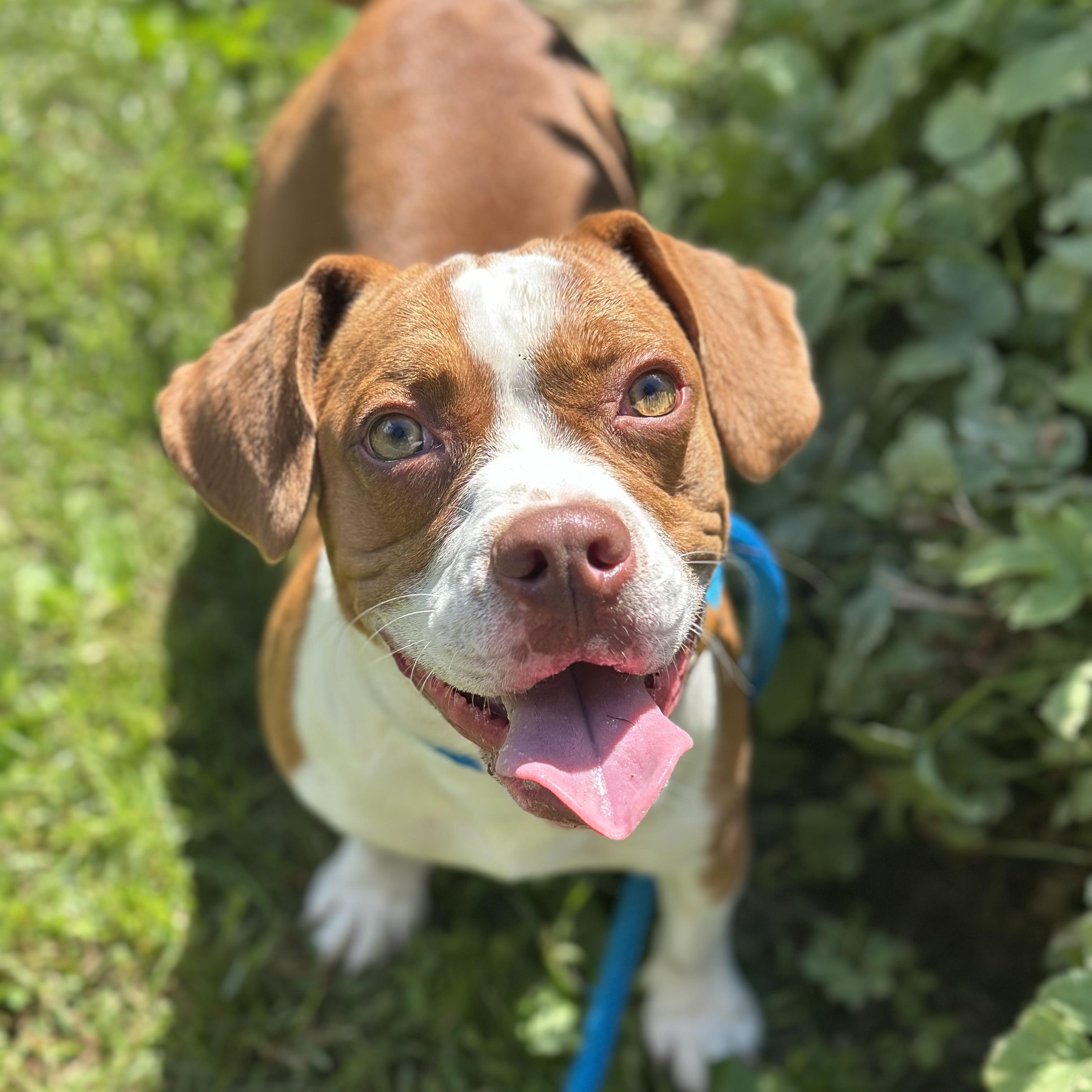 Enlarge Bluey, a Adopted mixed breed in Myerstown, PA image 2/6