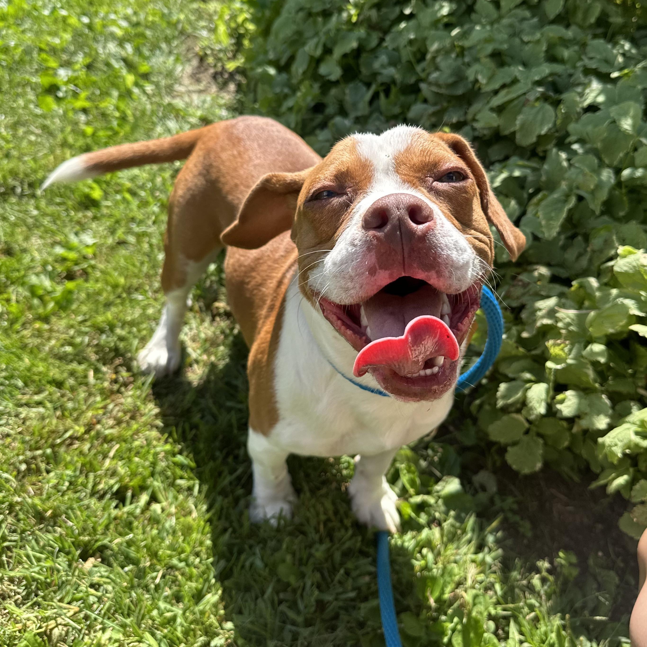 Enlarge Bluey, a Adopted mixed breed in Myerstown, PA image 5/6