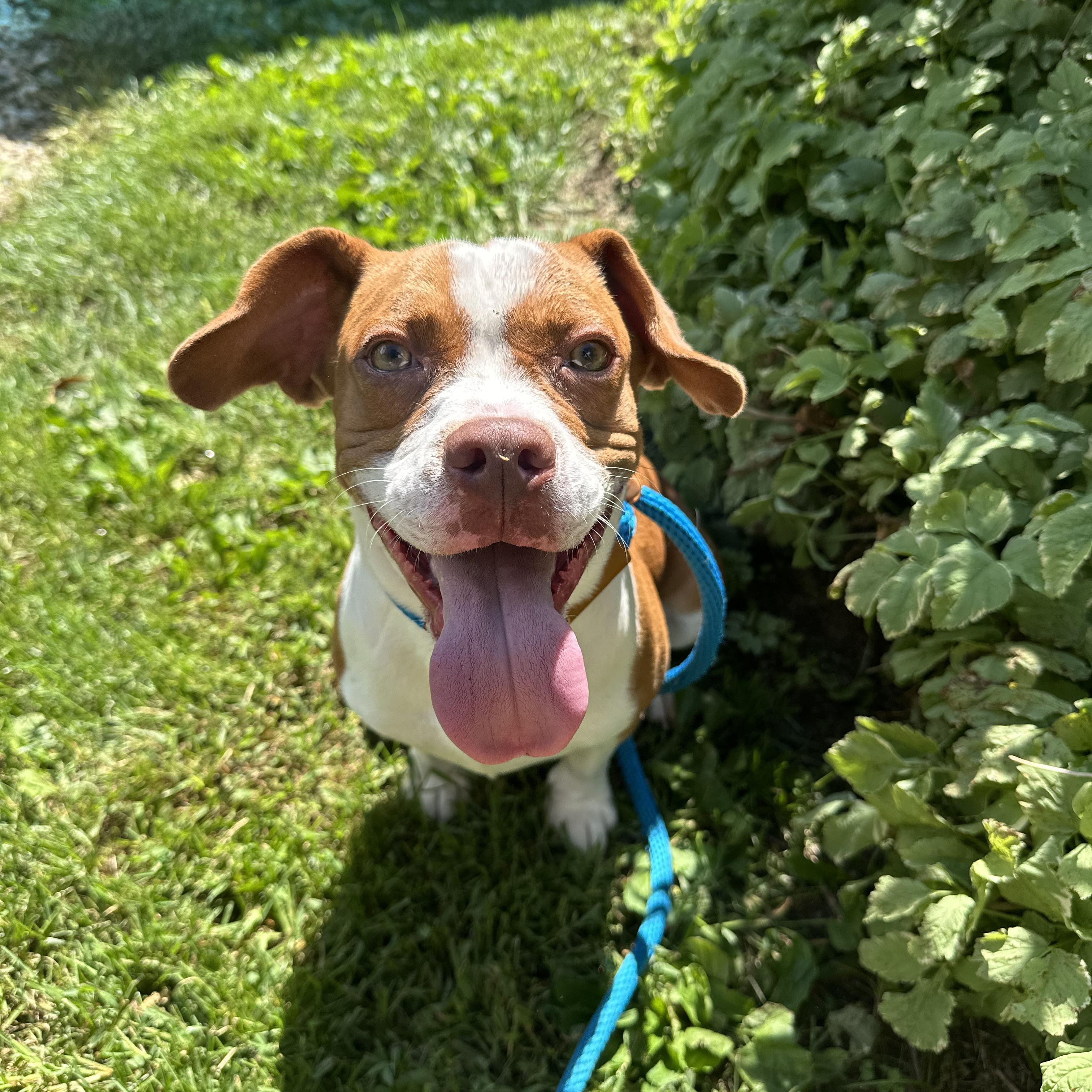 Enlarge Bluey, a Adopted mixed breed in Myerstown, PA image 3/6
