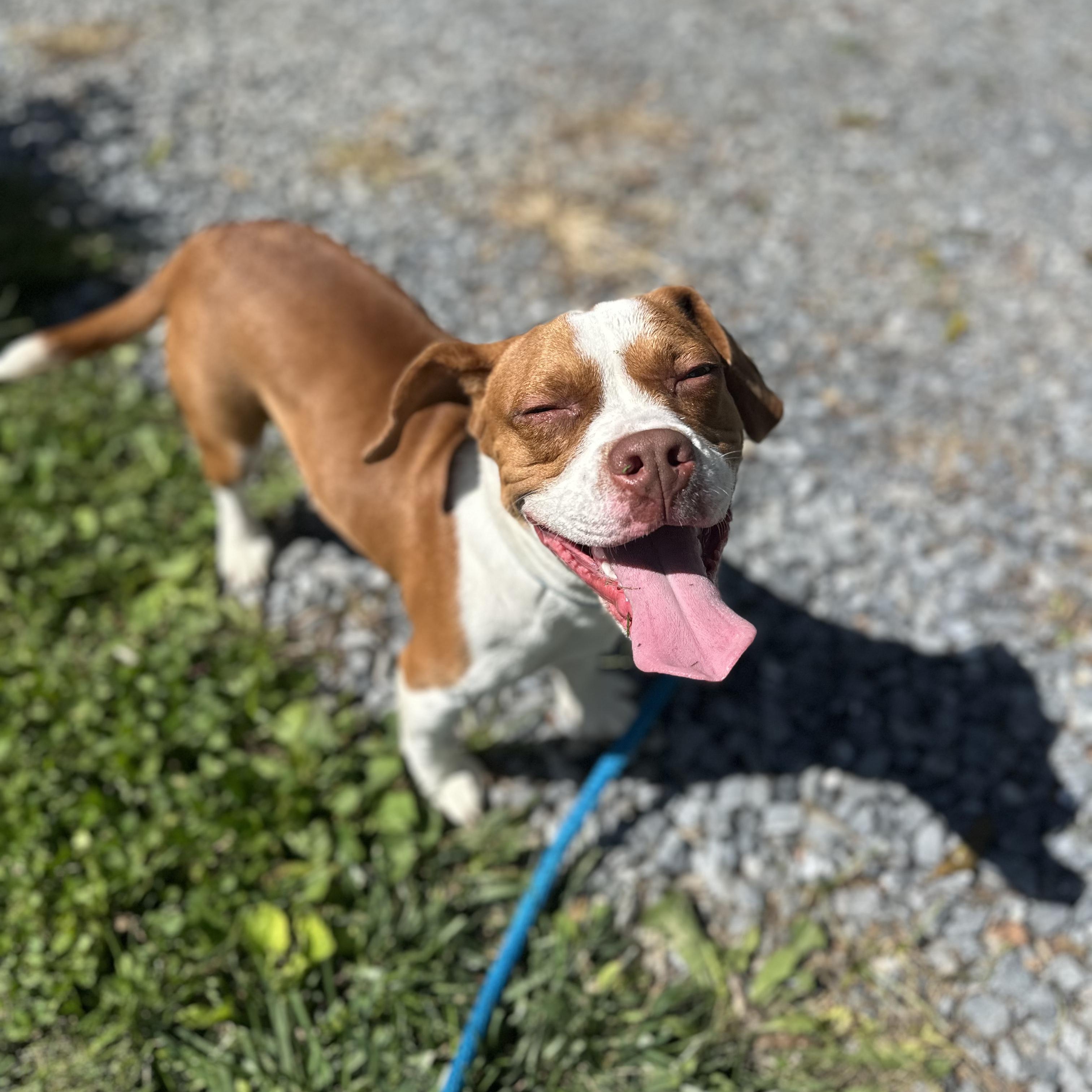 Enlarge Bluey, a Adopted mixed breed in Myerstown, PA image 6/6