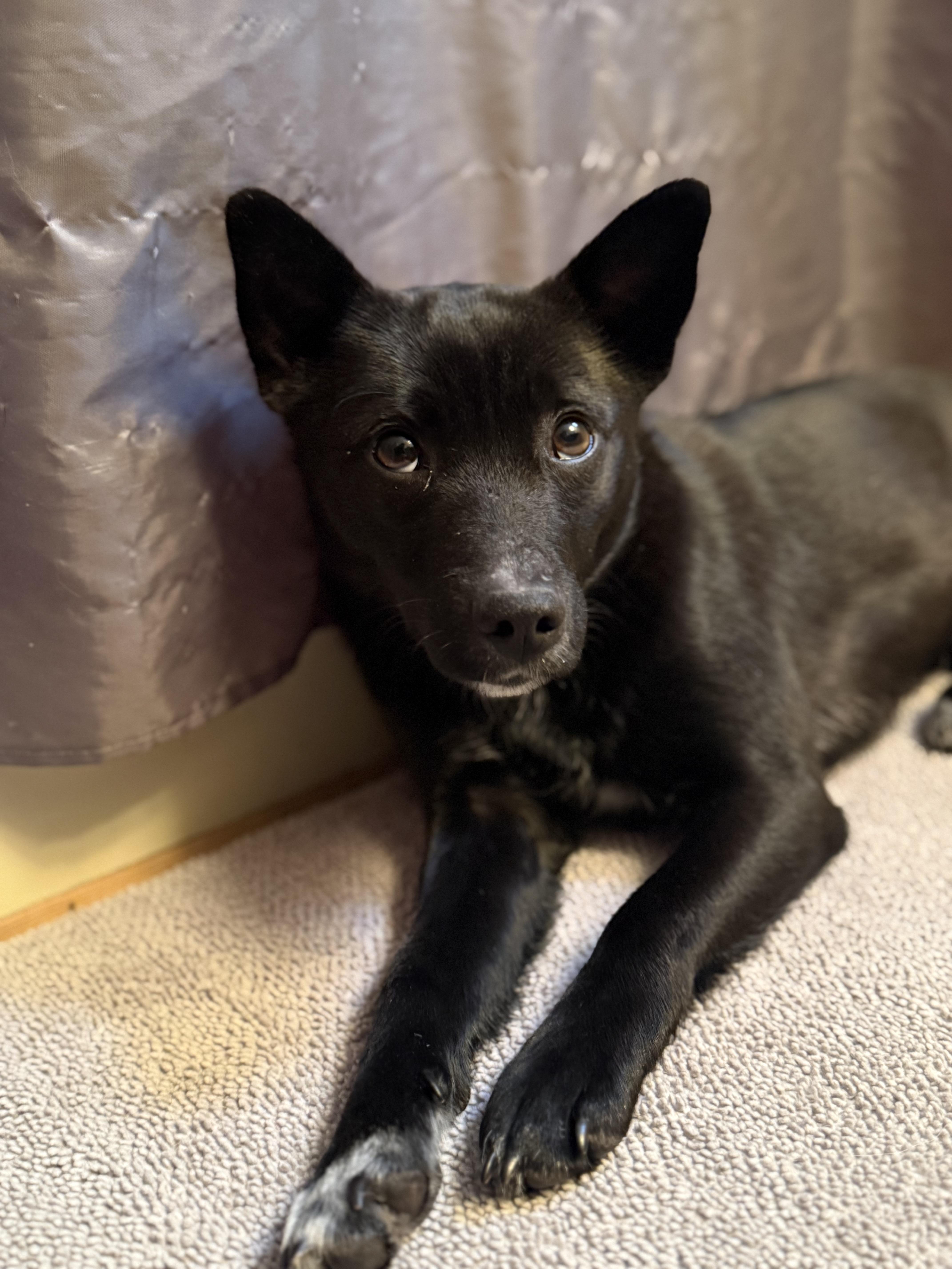 Enlarge Violet, a Adoptable mixed breed in Trumansburg, NY image 2/2
