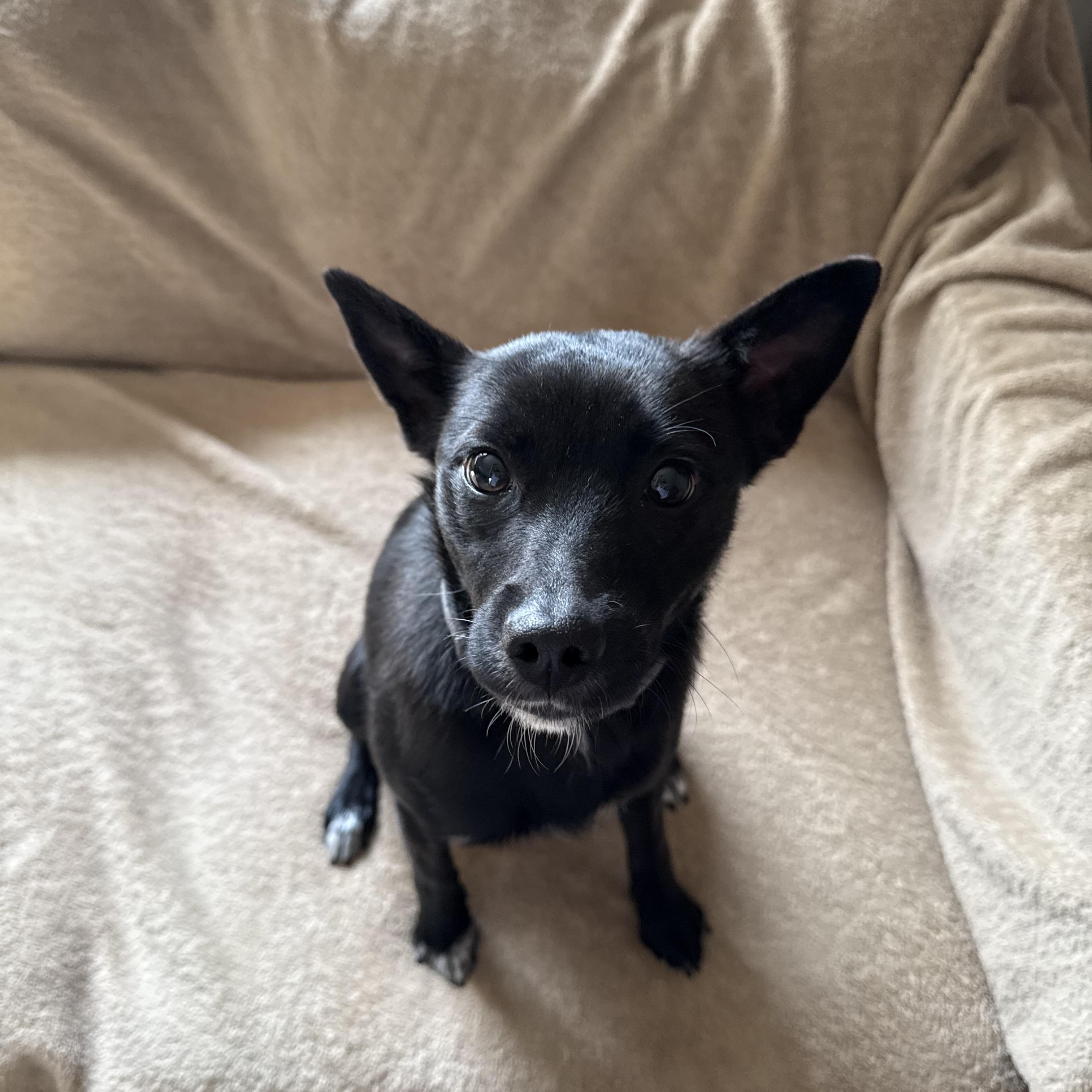 Violet, Adoptable, Young Female Shiba Inu.