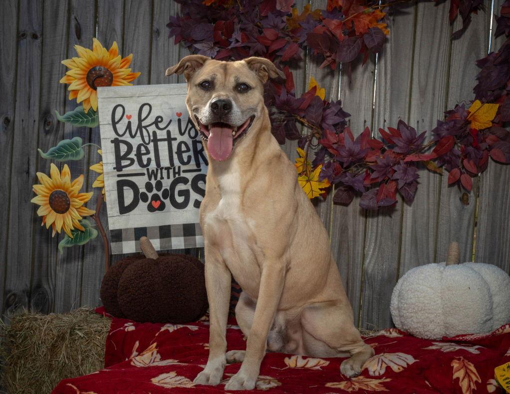 Fitch, Adoptable, Adult Male Terrier & Shepherd.