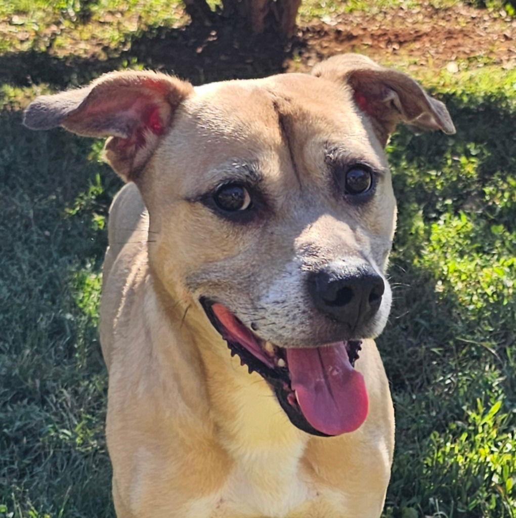 Fitch, a Adoptable mixed breed in Lovingston, VA image 2/3