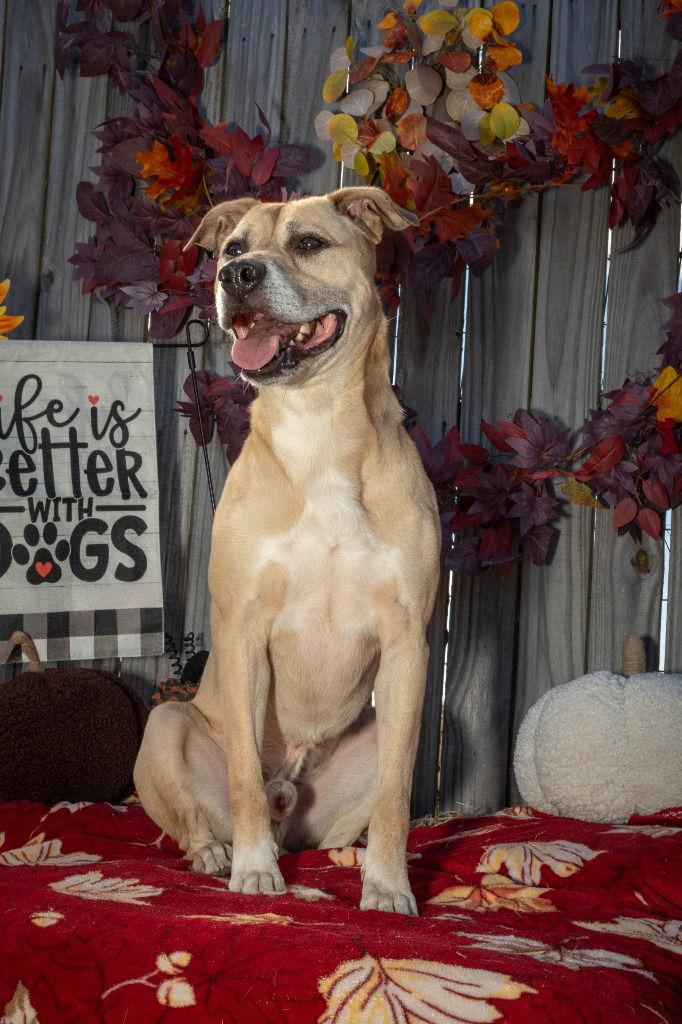 Fitch, a Adoptable mixed breed in Lovingston, VA image 3/3