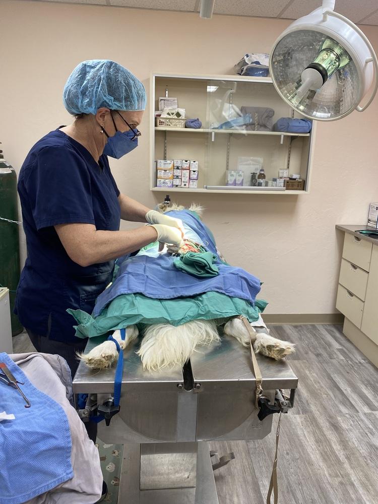 Enlarge April, a Adopted mixed breed in Cortez, CO image 3/6