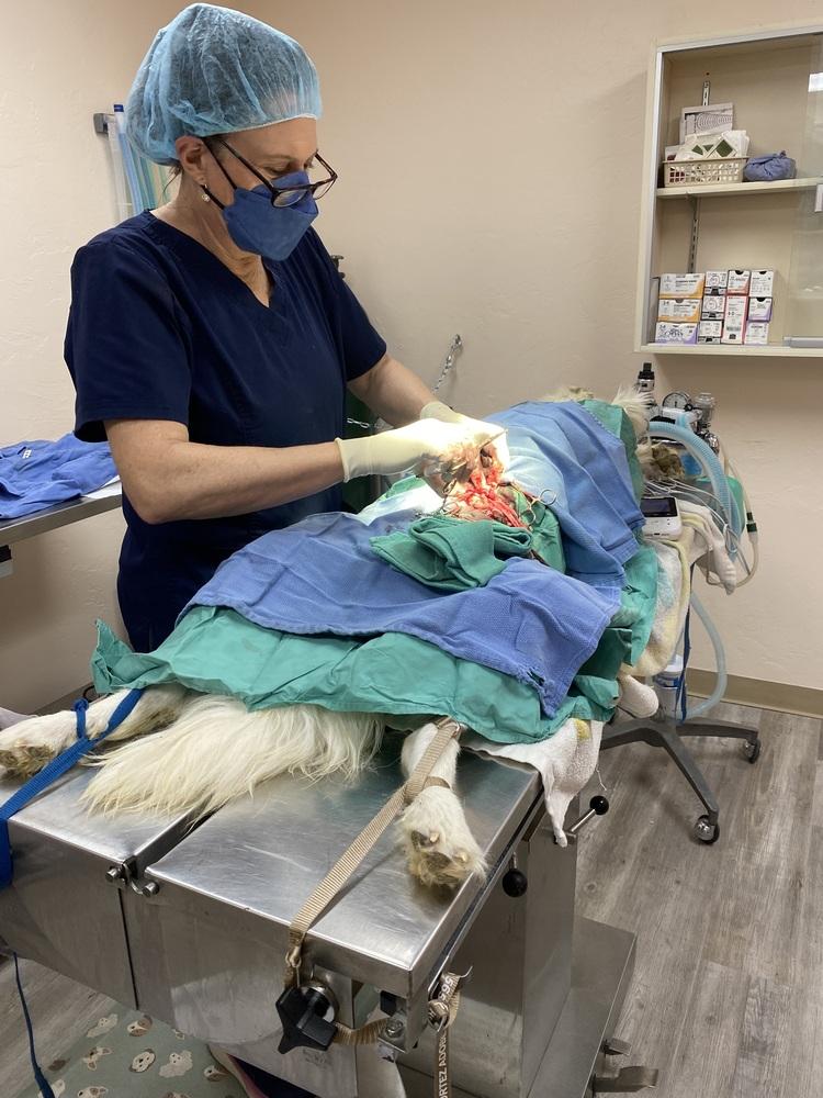 Enlarge April, a Adopted mixed breed in Cortez, CO image 4/6