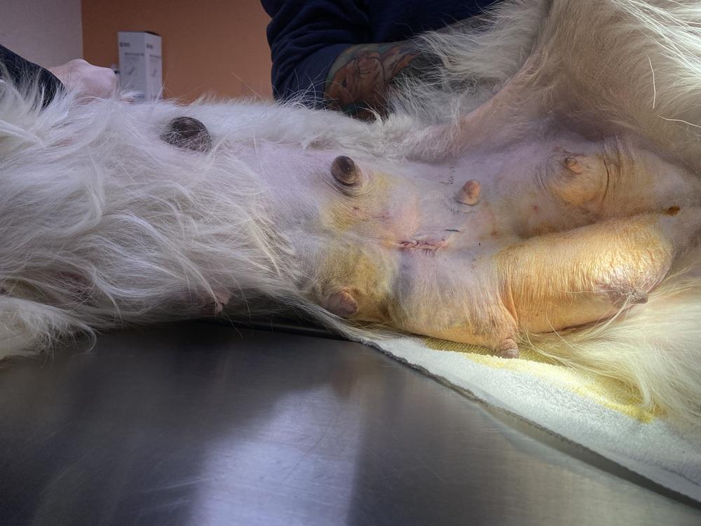 Enlarge April, a Adopted mixed breed in Cortez, CO image 6/6