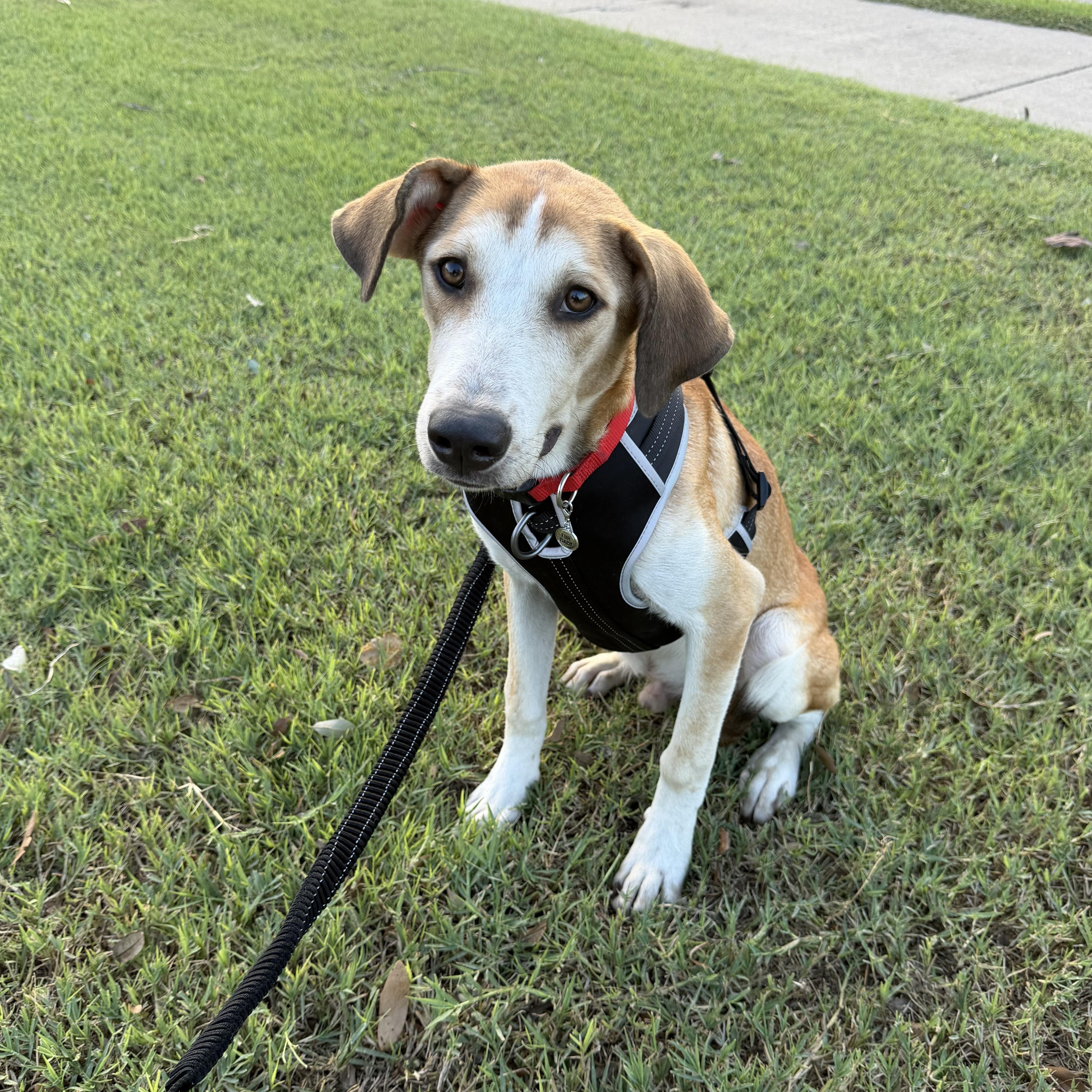 Enlarge Luke, a Adoptable mixed breed in Minneapolis , MN image 5/5