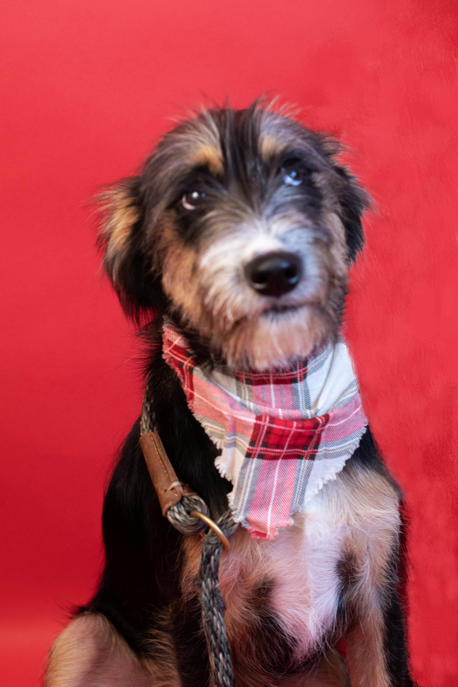 Rusty, Adoptable, Young Male Border Terrier & Terrier.