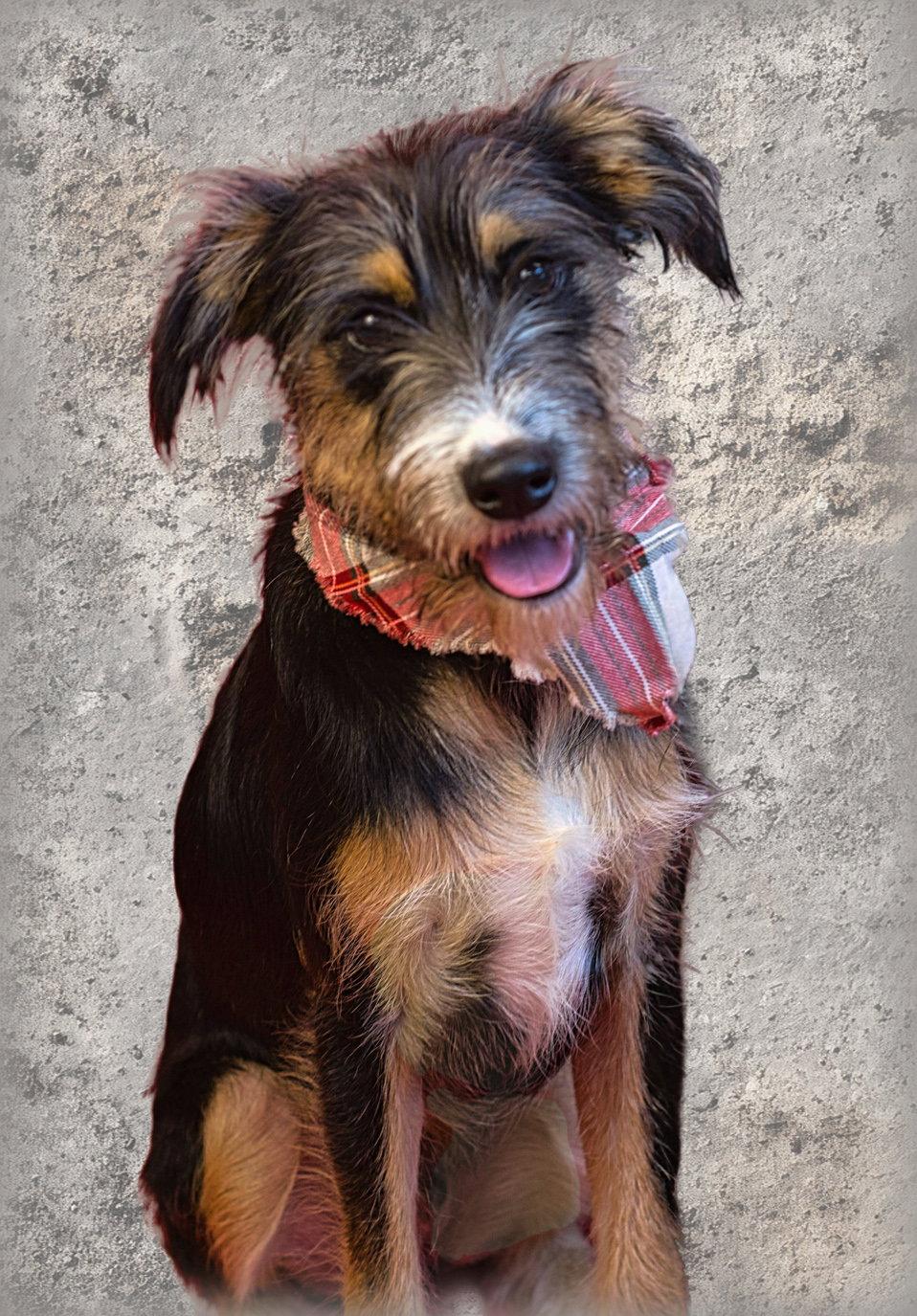 Rusty, a Adoptable mixed breed in Holly Springs, MS image 2/2