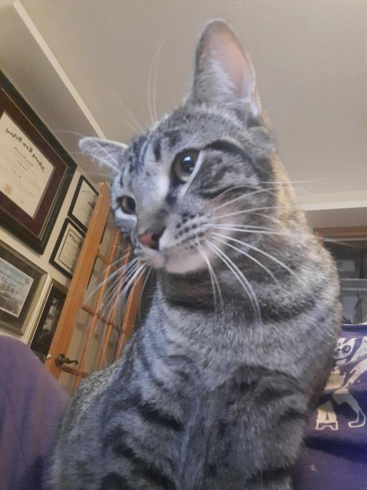 Nixon — thumbnail 4