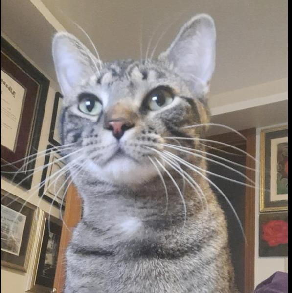 Nixon — thumbnail 5