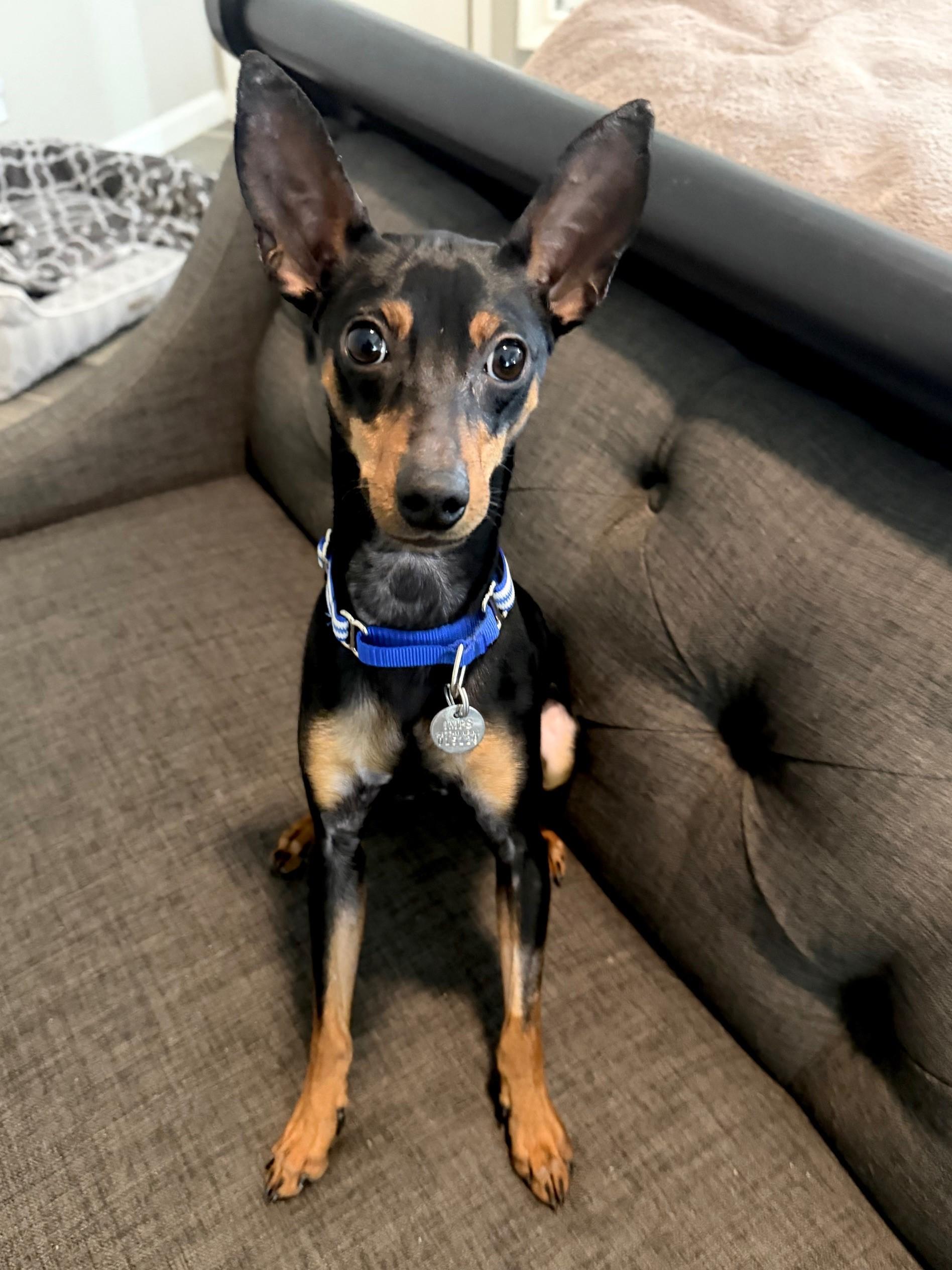 Enlarge Jett, a ADOPTABLE Miniature Pinscher in Sacramento, CA image 4/4