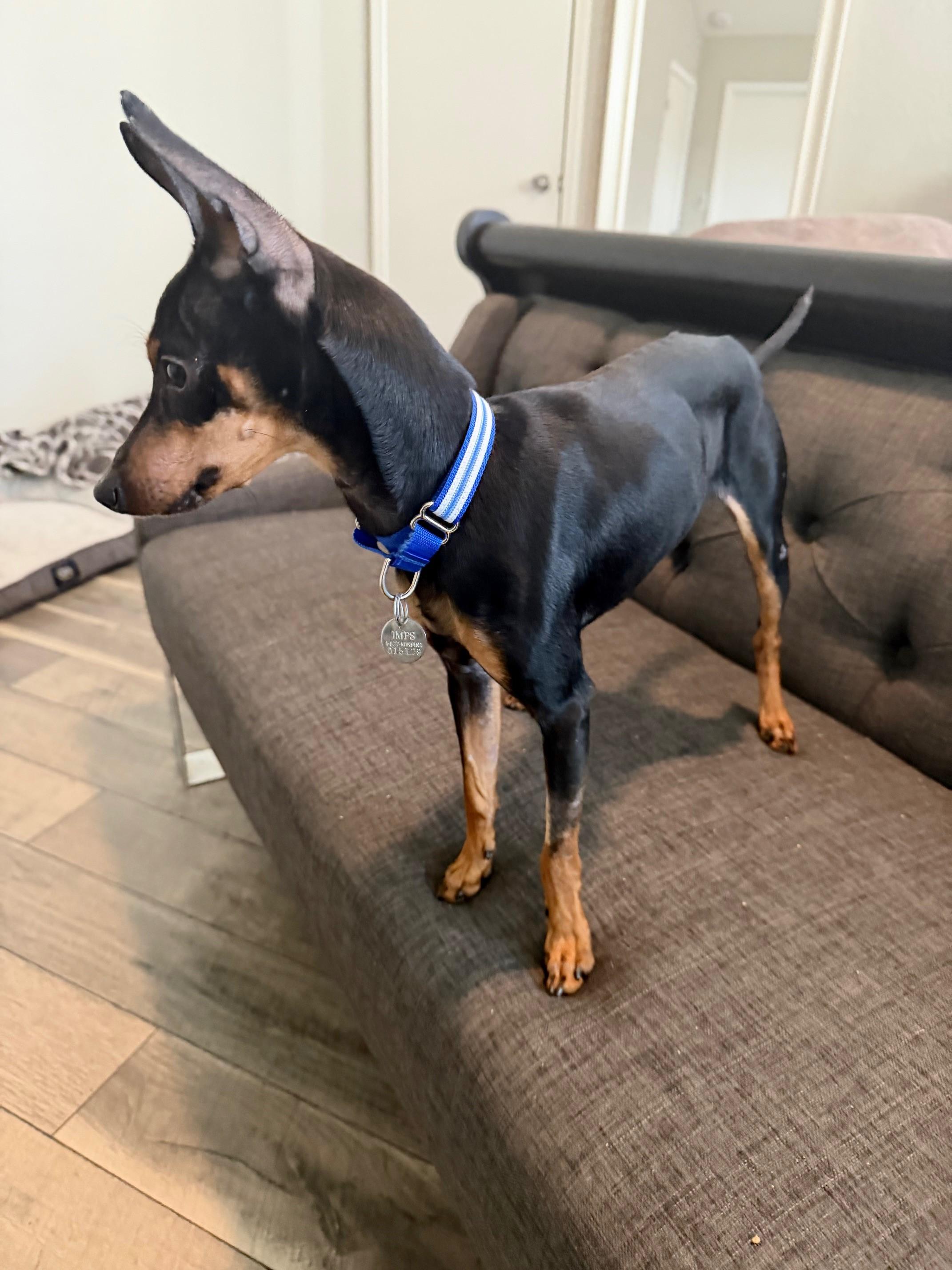 Enlarge Jett, a ADOPTABLE Miniature Pinscher in Sacramento, CA image 3/4