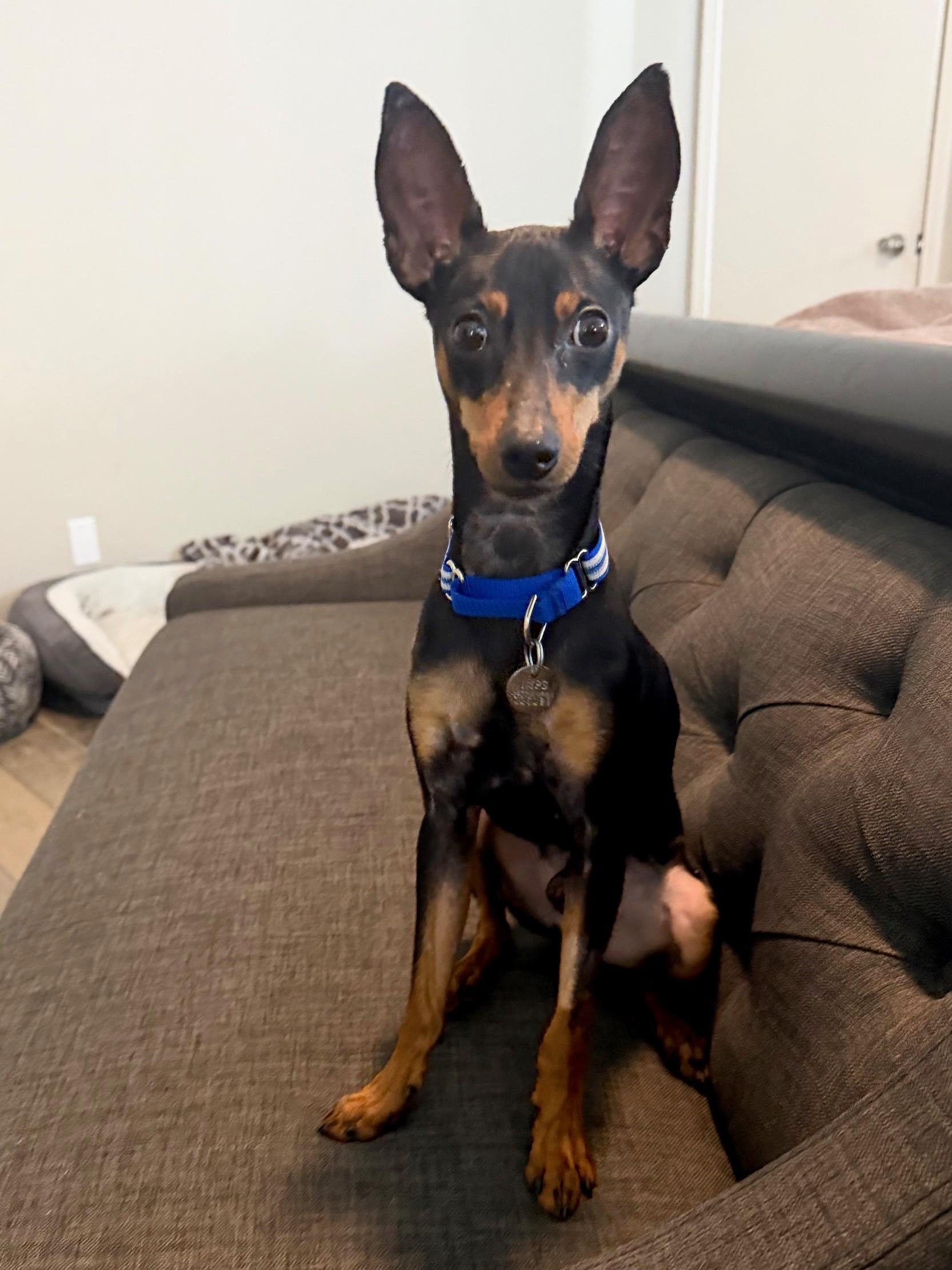 Enlarge Jett, a ADOPTABLE Miniature Pinscher in Sacramento, CA image 1/4