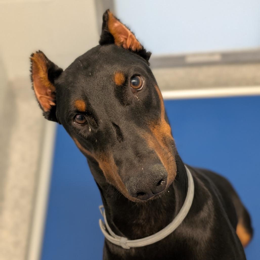Enlarge 7952 Charlie, a Adoptable Doberman Pinscher in Sandown, NH image 1/1
