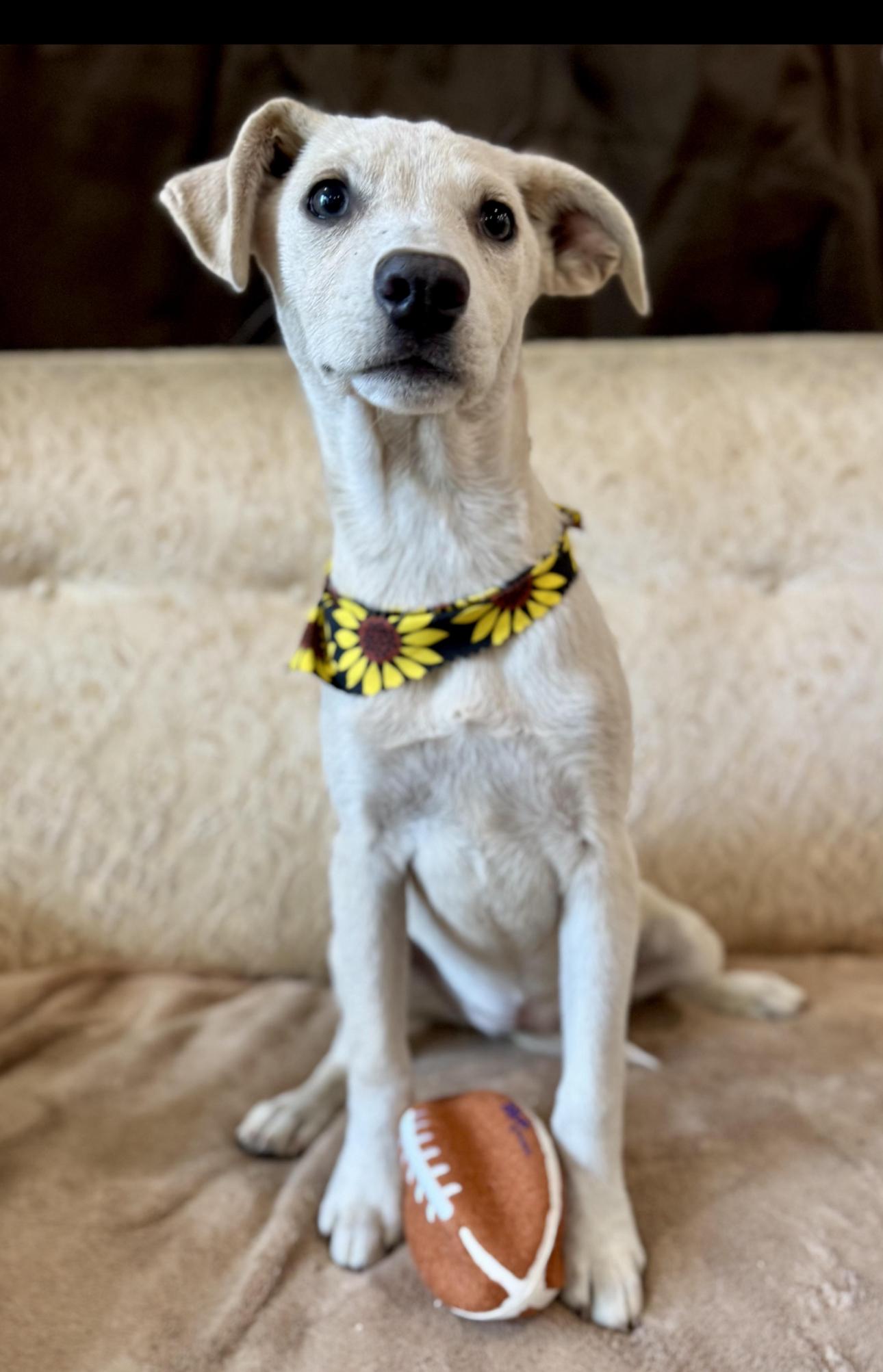 Lulu, adopted, Puppy Female Labrador Retriever.