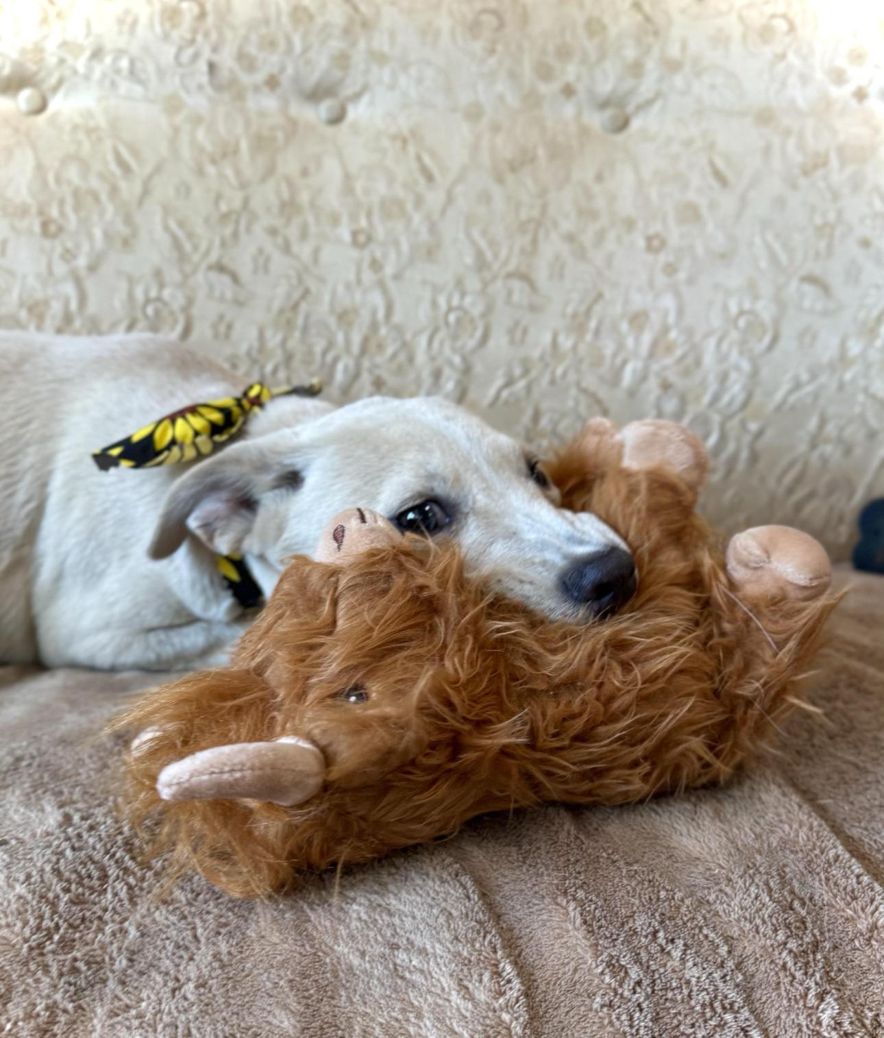 Enlarge Lulu, an adopted mixed breed in Glendale, OH image 2/2