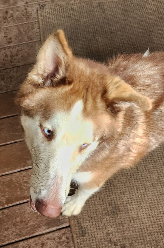 Murphy, Adoptable, Adult Male Siberian Husky.