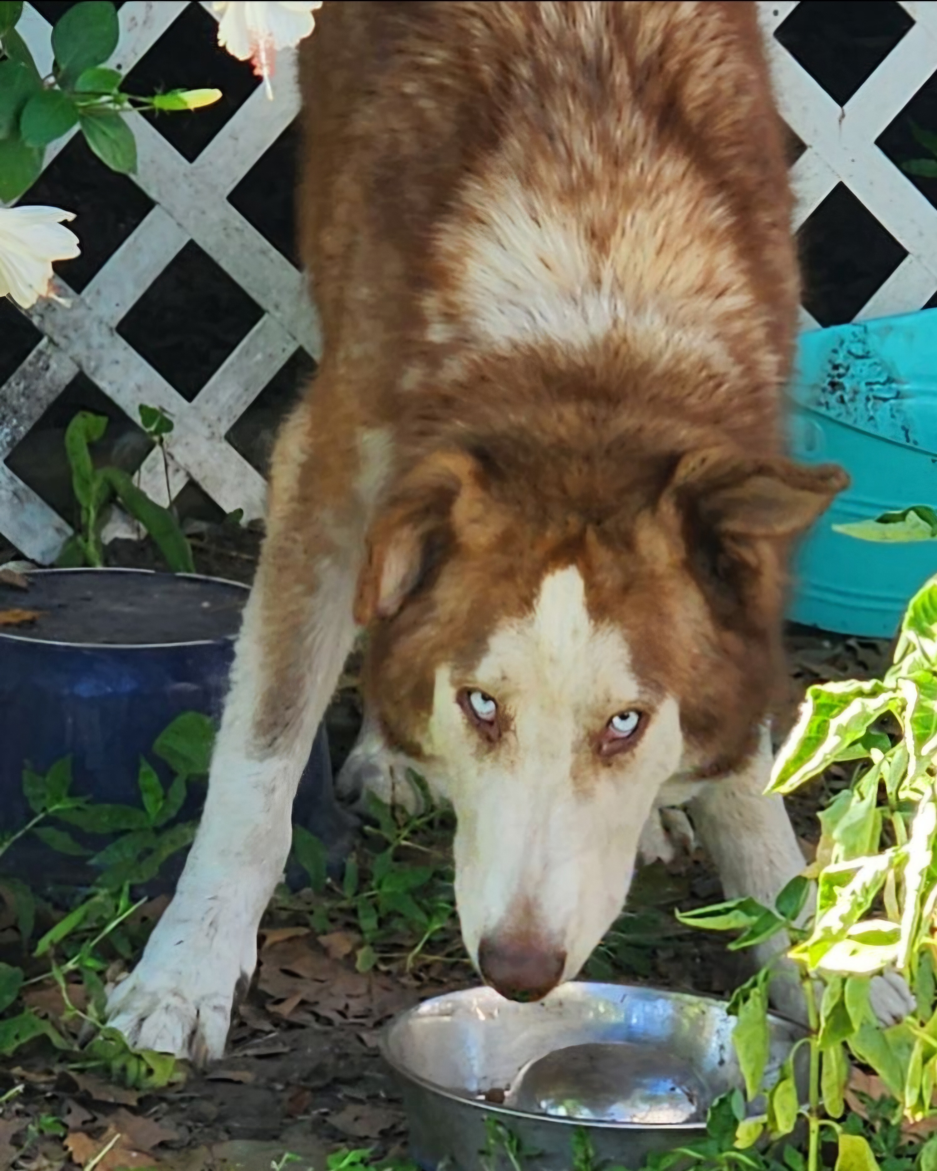 Murphy, a Adoptable mixed breed in Lakeland, FL image 2/2