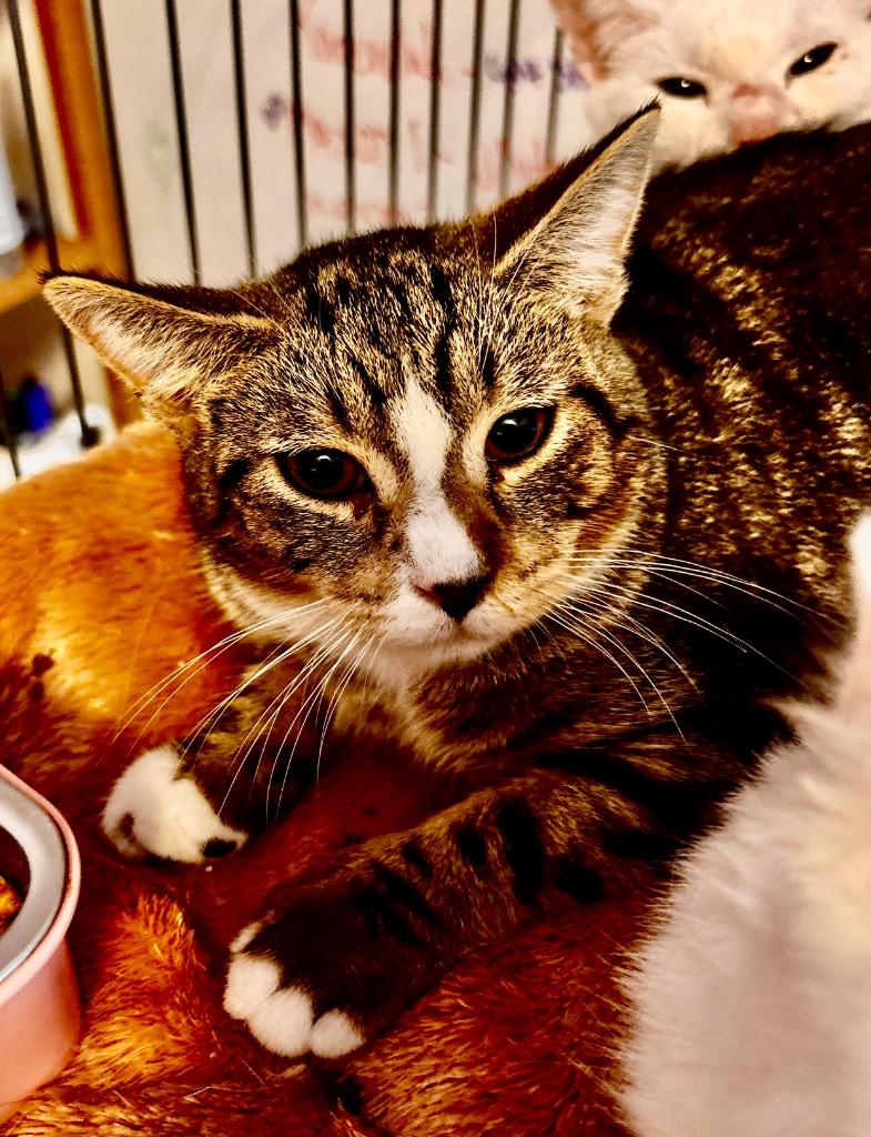 Enlarge MAXON 7 Belinda, a Adoptable American Shorthair in Hagaman, NY image 1/1