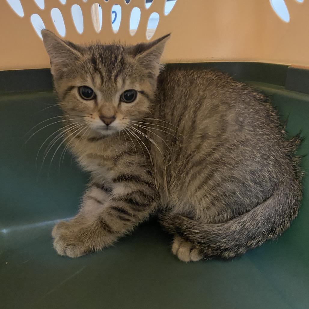 Enlarge Karlee, a Adoptable Domestic Short Hair in Norfolk, NE image 2/2