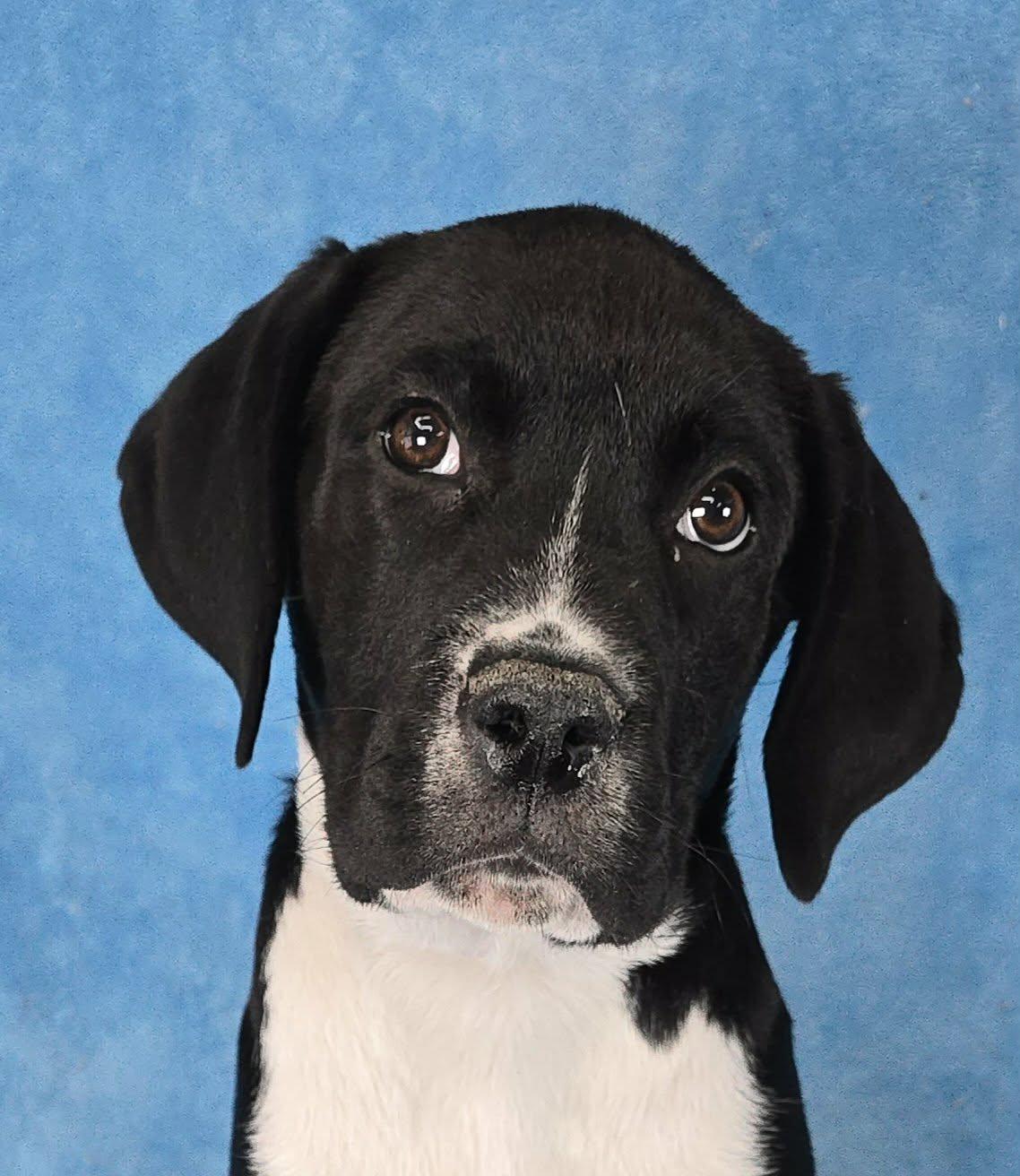 Titus, Adoptable, Puppy Male Boxer & Great Dane.